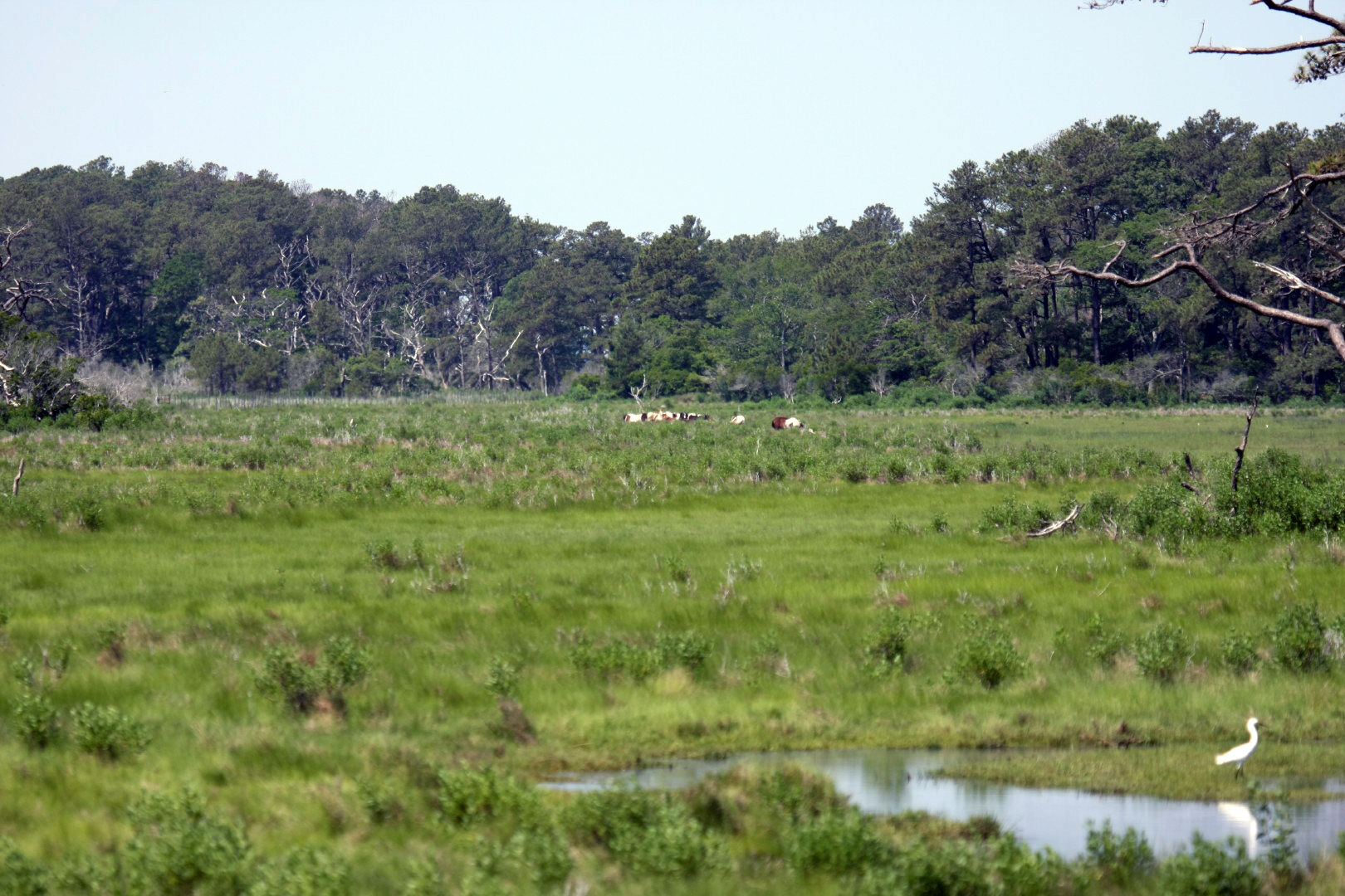 Assateague Island Vacation | 13-18 June 2014 | Sat, 14 Jun 2014 11:02:35 AM Assateague Island Vacation | 13-18 June 2014 | Sat, 14 Jun 2014 11:02:35 AM