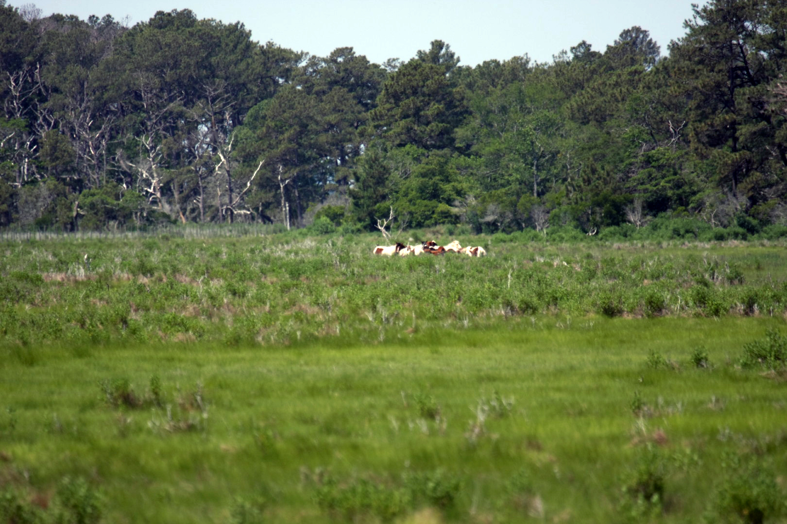 Assateague Island Vacation | 13-18 June 2014 | Sat, 14 Jun 2014 11:06:37 AM Assateague Island Vacation | 13-18 June 2014 | Sat, 14 Jun 2014 11:06:37 AM