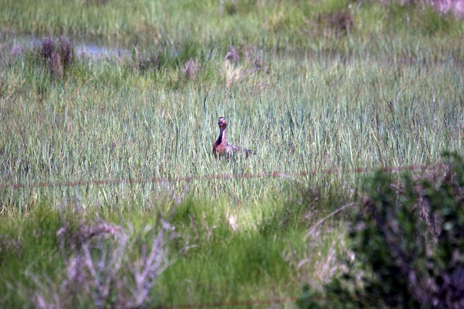 Assateague Island Vacation | 13-18 June 2014 | Sat, 14 Jun 2014 11:08:08 AM Assateague Island Vacation | 13-18 June 2014 | Sat, 14 Jun 2014 11:08:08 AM