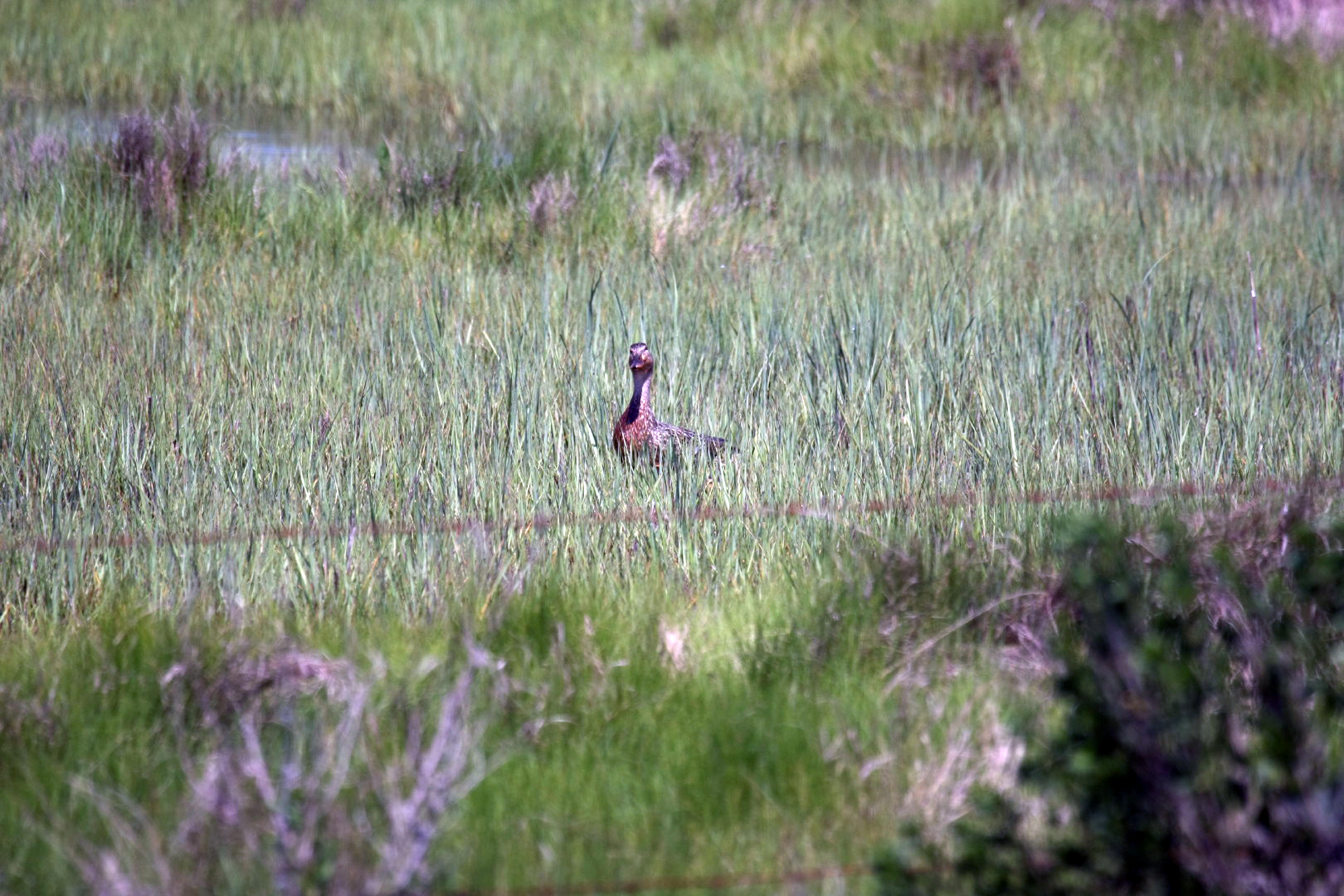 Assateague Island Vacation | 13-18 June 2014 | Sat, 14 Jun 2014 11:08:08 AM Assateague Island Vacation | 13-18 June 2014 | Sat, 14 Jun 2014 11:08:08 AM
