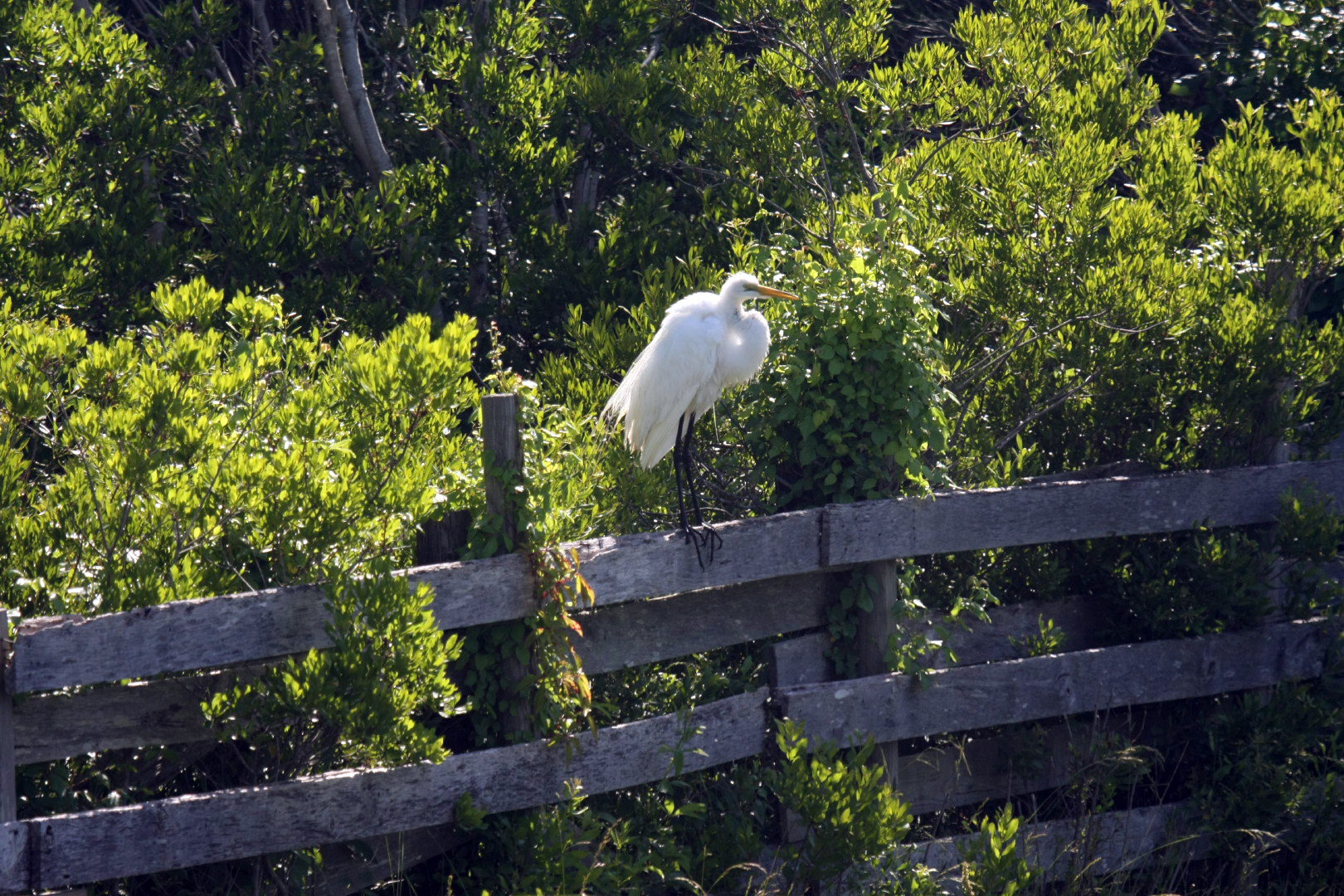 Assateague Island Vacation | 13-18 June 2014 | Sun, 15 Jun 2014 | 4:30:20 PM Assateague Island Vacation | 13-18 June 2014 | Sun, 15 Jun 2014 | 4:30:20 PM