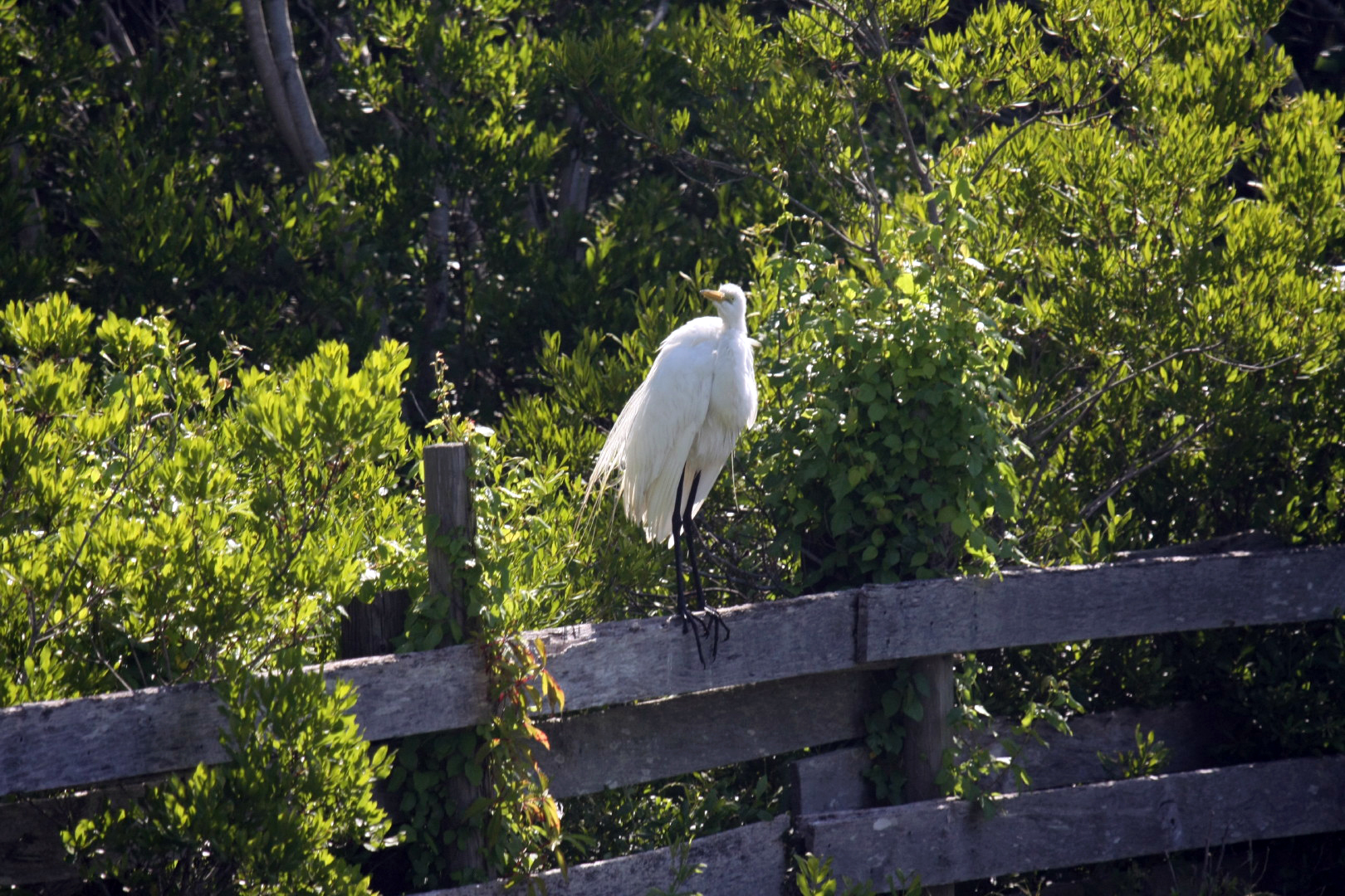 Assateague Island Vacation | 13-18 June 2014 | Sun, 15 Jun 2014 | 4:30:25 PM Assateague Island Vacation | 13-18 June 2014 | Sun, 15 Jun 2014 | 4:30:25 PM