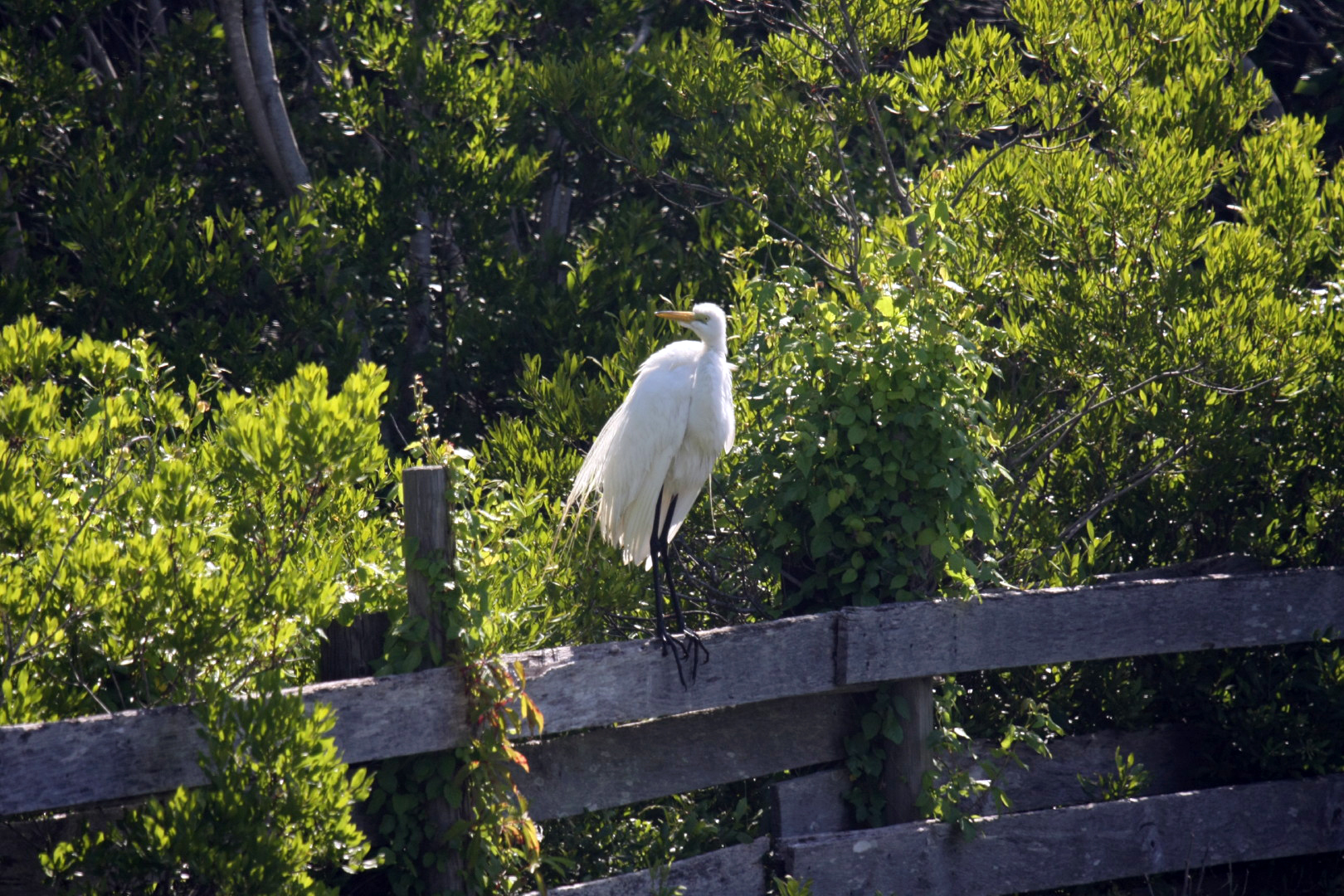 Assateague Island Vacation | 13-18 June 2014 | Sun, 15 Jun 2014 | 4:30:25 PM Assateague Island Vacation | 13-18 June 2014 | Sun, 15 Jun 2014 | 4:30:25 PM