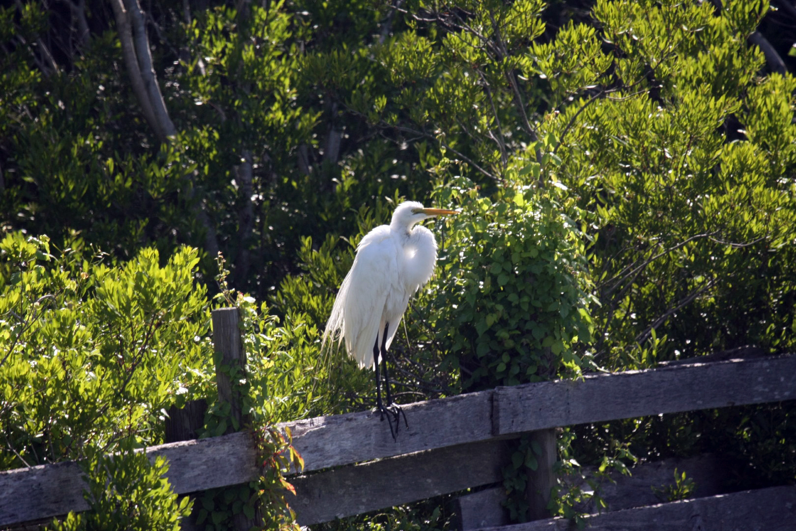 Assateague Island Vacation | 13-18 June 2014 | Sun, 15 Jun 2014 | 4:30:38 PM Assateague Island Vacation | 13-18 June 2014 | Sun, 15 Jun 2014 | 4:30:38 PM