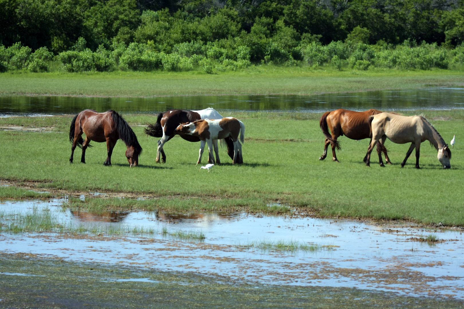 Assateague Island Vacation | 13-18 June 2014 | Sun, 15 Jun 2014 | 4:39:08 PM Assateague Island Vacation | 13-18 June 2014 | Sun, 15 Jun 2014 | 4:39:08 PM