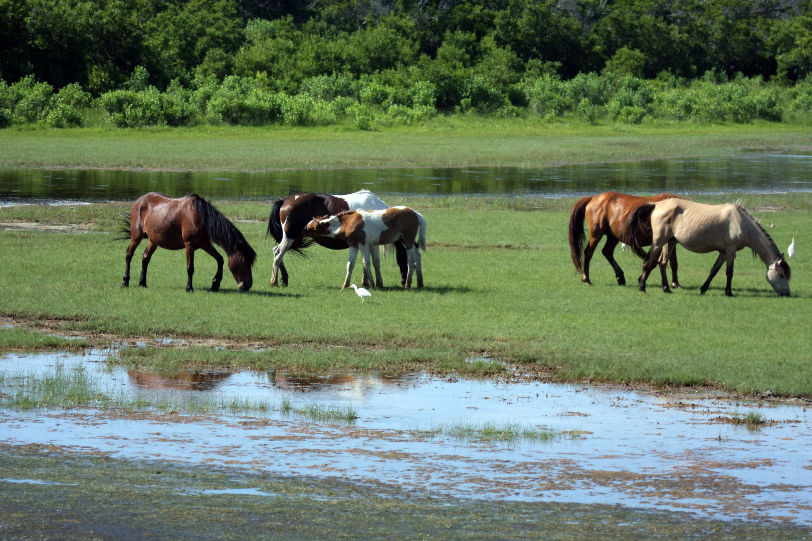 Assateague Island Vacation | 13-18 June 2014 | Sun, 15 Jun 2014 | 4:39:08 PM Assateague Island Vacation | 13-18 June 2014 | Sun, 15 Jun 2014 | 4:39:08 PM