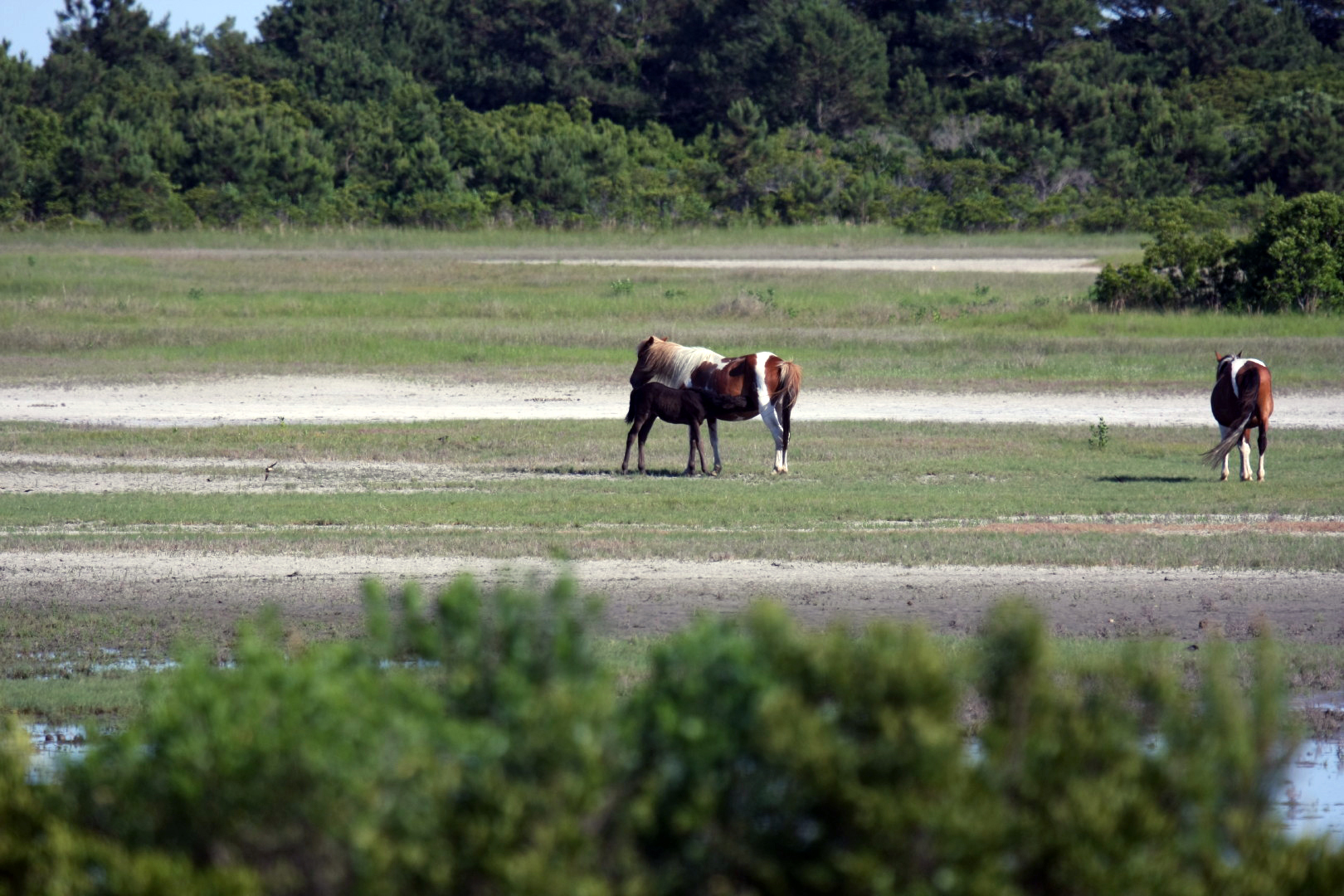 Assateague Island Vacation | 13-18 June 2014 | Sun, 15 Jun 2014 | 5:23:35 PM Assateague Island Vacation | 13-18 June 2014 | Sun, 15 Jun 2014 | 5:23:35 PM
