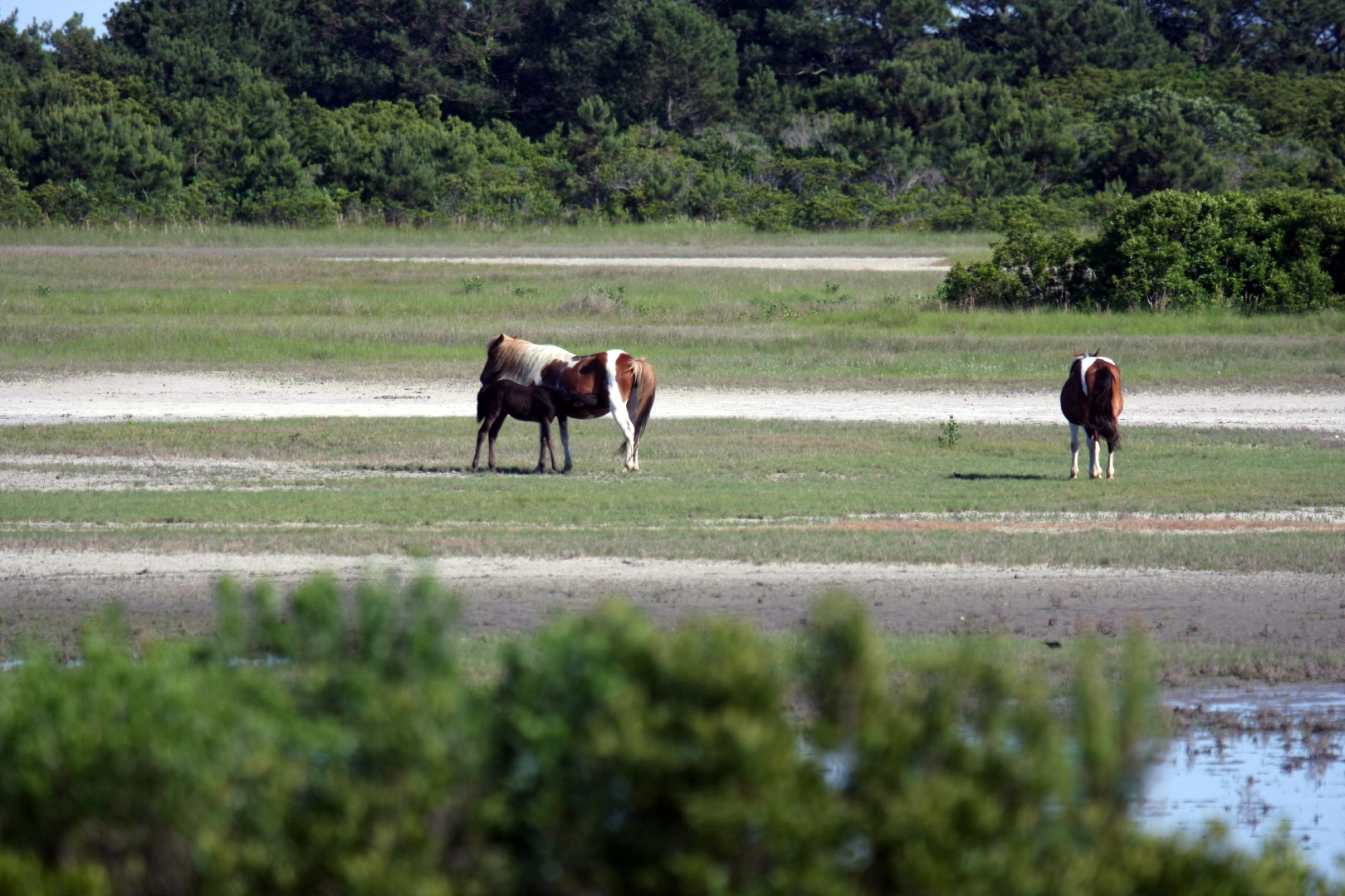 Assateague Island Vacation | 13-18 June 2014 | Sun, 15 Jun 2014 | 5:23:38 PM Assateague Island Vacation | 13-18 June 2014 | Sun, 15 Jun 2014 | 5:23:38 PM