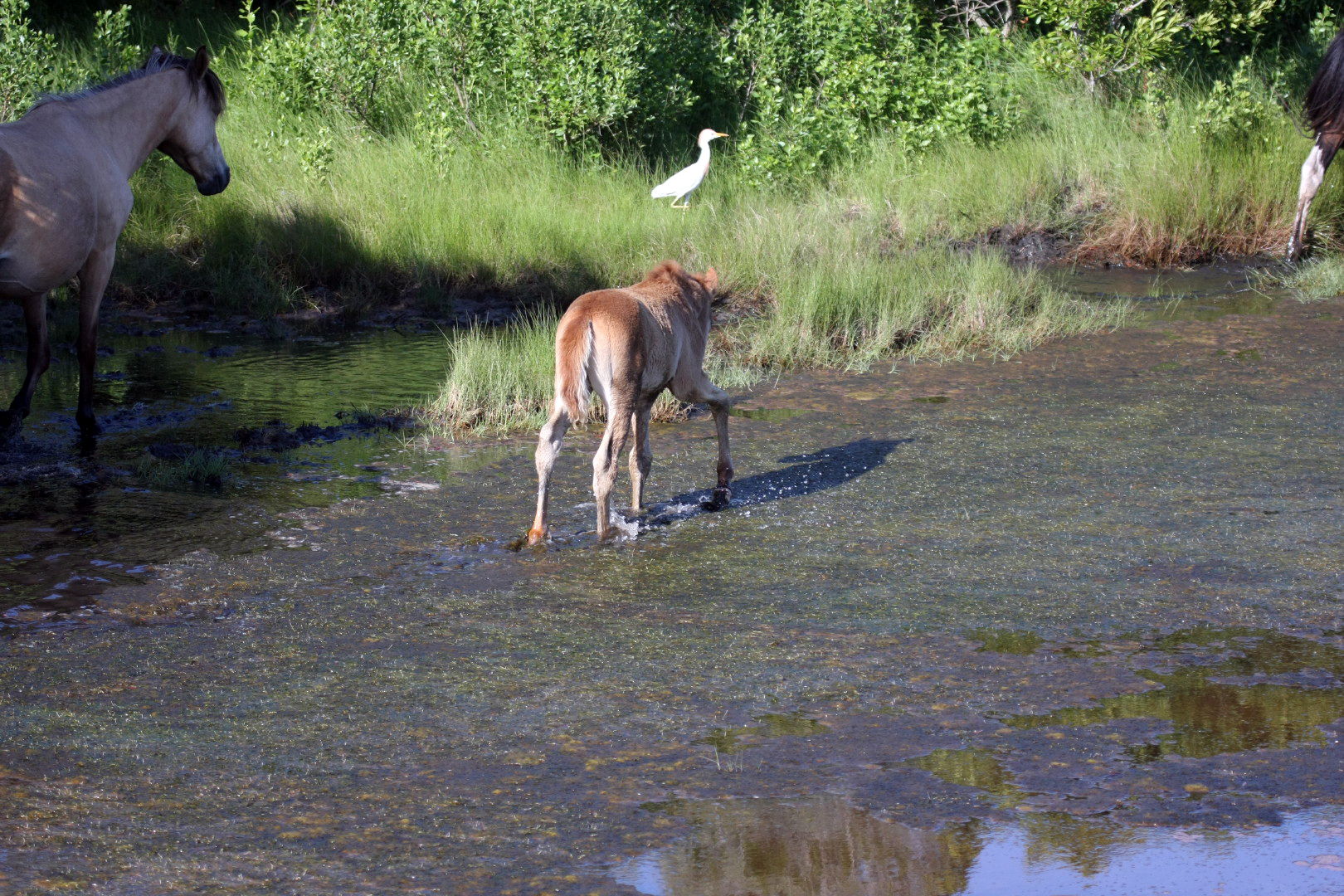 Assateague Island Vacation | 13-18 June 2014 | Sun, 15 Jun 2014 | 5:44:57 PM Assateague Island Vacation | 13-18 June 2014 | Sun, 15 Jun 2014 | 5:44:57 PM
