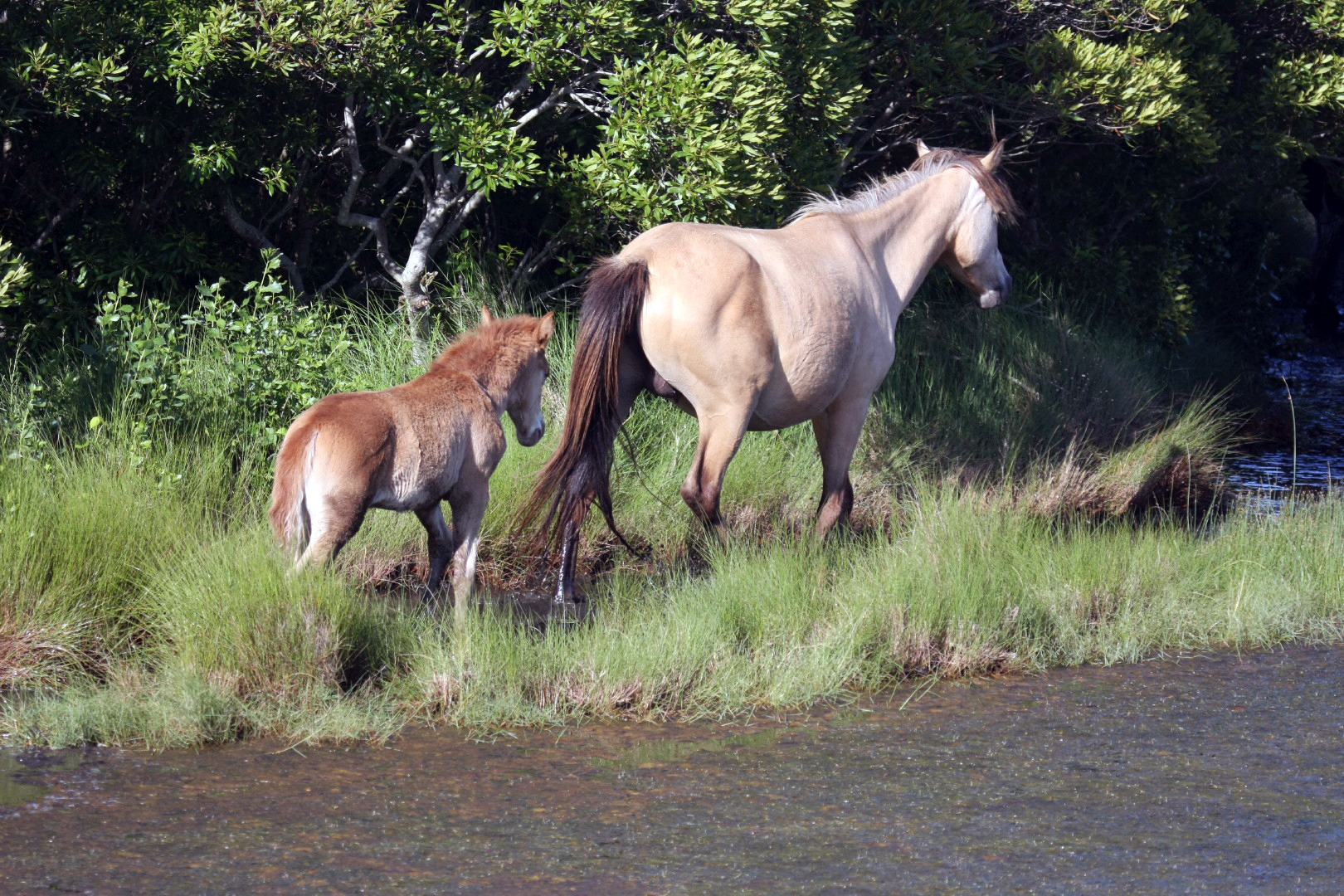 Assateague Island Vacation | 13-18 June 2014 | Sun, 15 Jun 2014 | 5:45:10 PM Assateague Island Vacation | 13-18 June 2014 | Sun, 15 Jun 2014 | 5:45:10 PM
