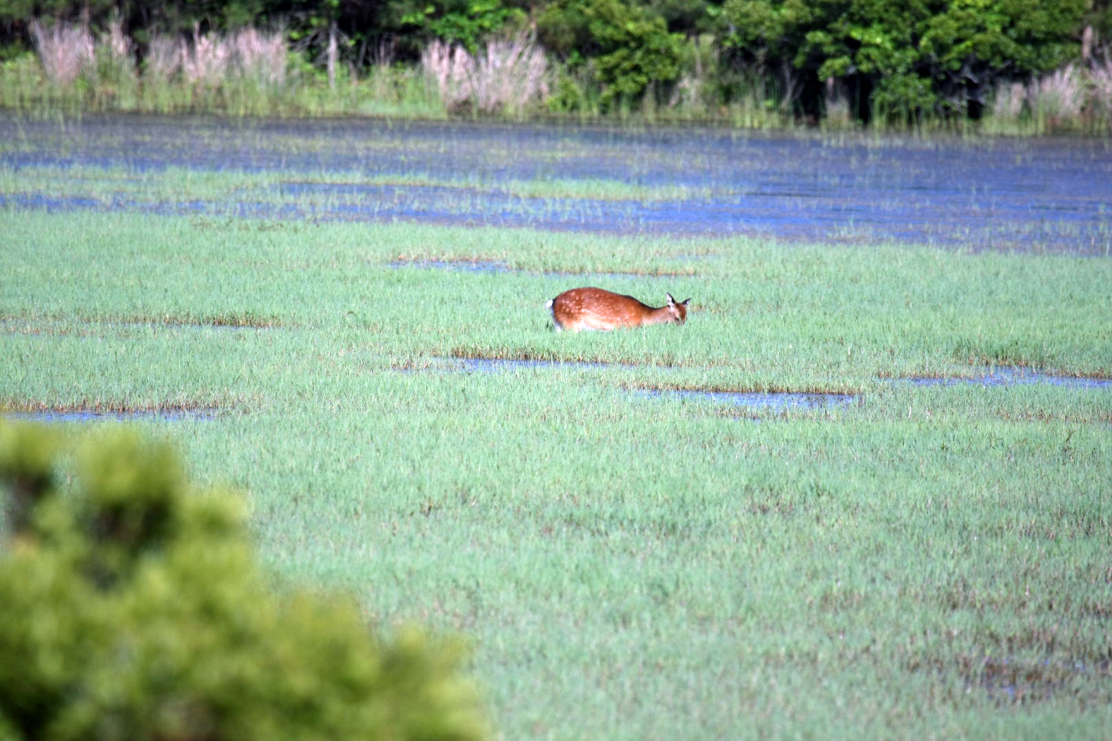 Assateague Island Vacation | 13-18 June 2014 | Sun, 15 Jun 2014 | 5:53:17 PM Assateague Island Vacation | 13-18 June 2014 | Sun, 15 Jun 2014 | 5:53:17 PM