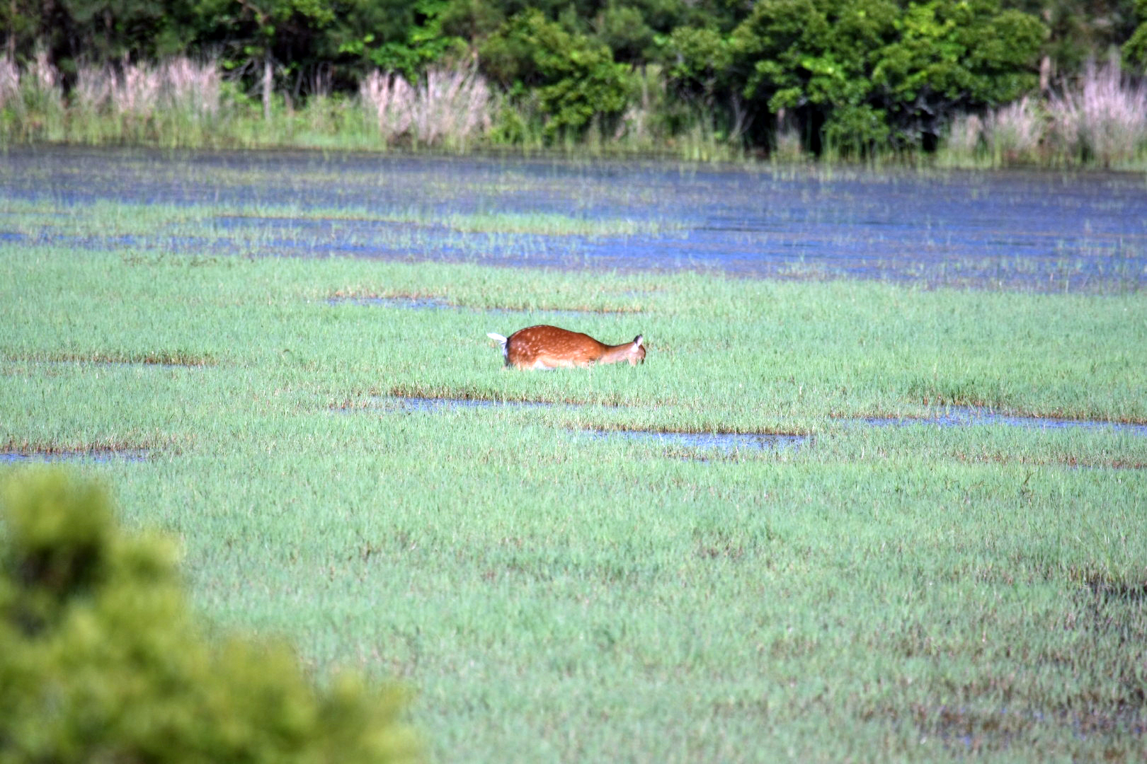 Assateague Island Vacation | 13-18 June 2014 | Sun, 15 Jun 2014 | 5:53:20 PM Assateague Island Vacation | 13-18 June 2014 | Sun, 15 Jun 2014 | 5:53:20 PM