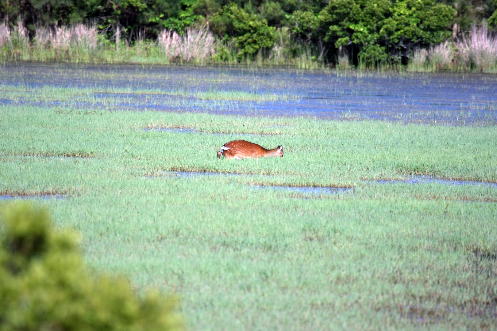 Assateague Island Vacation | 13-18 June 2014 | Sun, 15 Jun 2014 | 5:53:20 PM Assateague Island Vacation | 13-18 June 2014 | Sun, 15 Jun 2014 | 5:53:20 PM