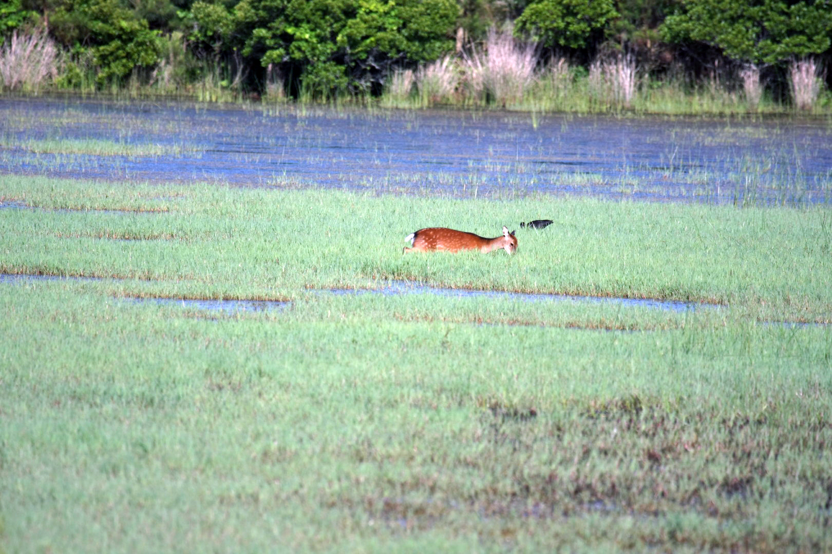 Assateague Island Vacation | 13-18 June 2014 | Sun, 15 Jun 2014 | 5:53:36 PM Assateague Island Vacation | 13-18 June 2014 | Sun, 15 Jun 2014 | 5:53:36 PM