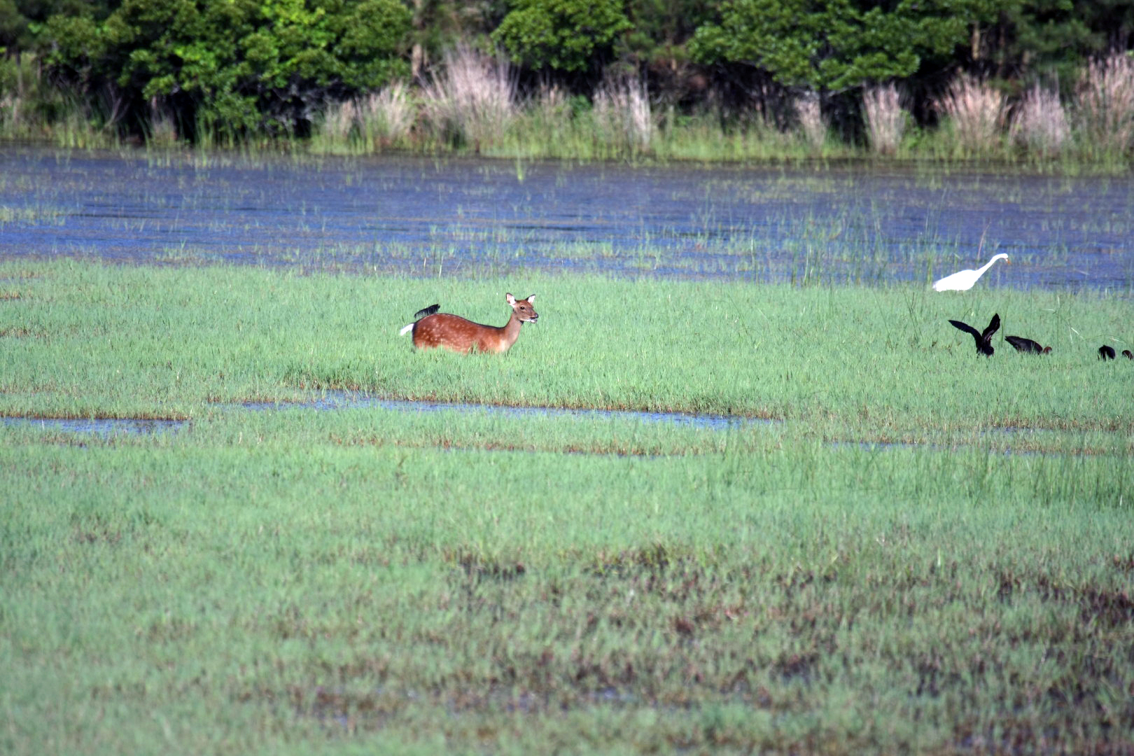 Assateague Island Vacation | 13-18 June 2014 | Sun, 15 Jun 2014 | 5:53:41 PM Assateague Island Vacation | 13-18 June 2014 | Sun, 15 Jun 2014 | 5:53:41 PM