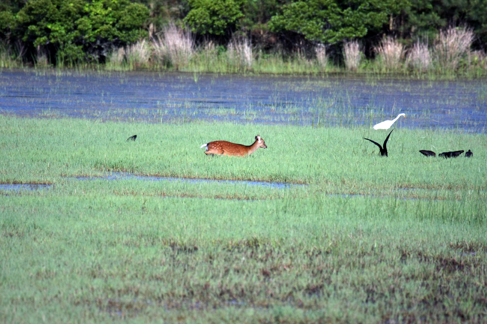 Assateague Island Vacation | 13-18 June 2014 | Sun, 15 Jun 2014 | 5:53:43 PM Assateague Island Vacation | 13-18 June 2014 | Sun, 15 Jun 2014 | 5:53:43 PM