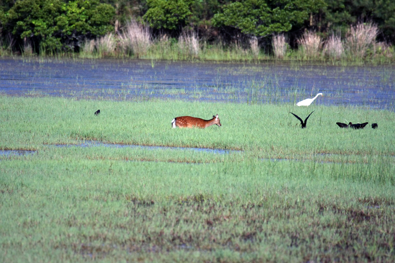 Assateague Island Vacation | 13-18 June 2014 | Sun, 15 Jun 2014 | 5:53:43 PM Assateague Island Vacation | 13-18 June 2014 | Sun, 15 Jun 2014 | 5:53:43 PM