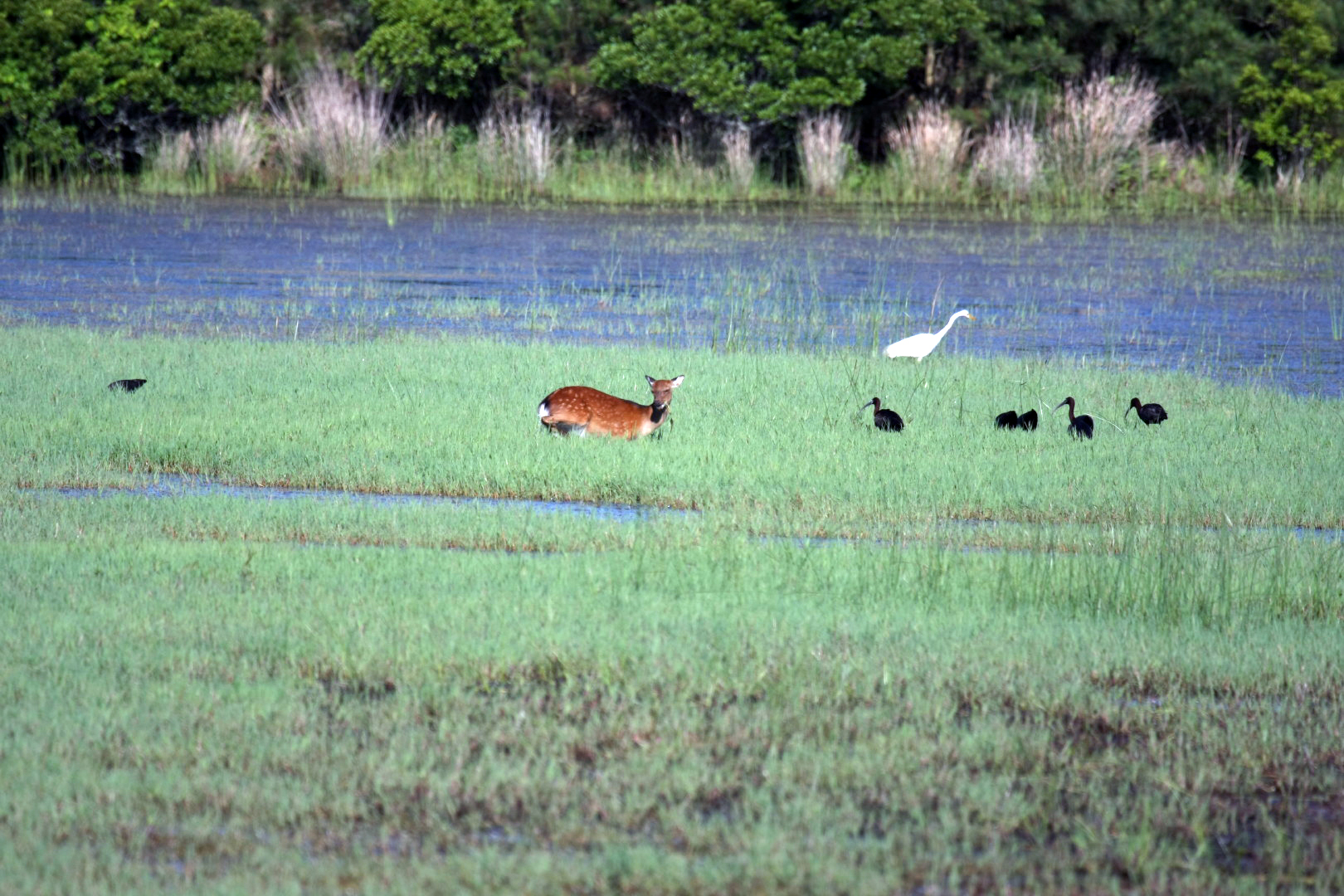 Assateague Island Vacation | 13-18 June 2014 | Sun, 15 Jun 2014 | 5:53:47 PM Assateague Island Vacation | 13-18 June 2014 | Sun, 15 Jun 2014 | 5:53:47 PM