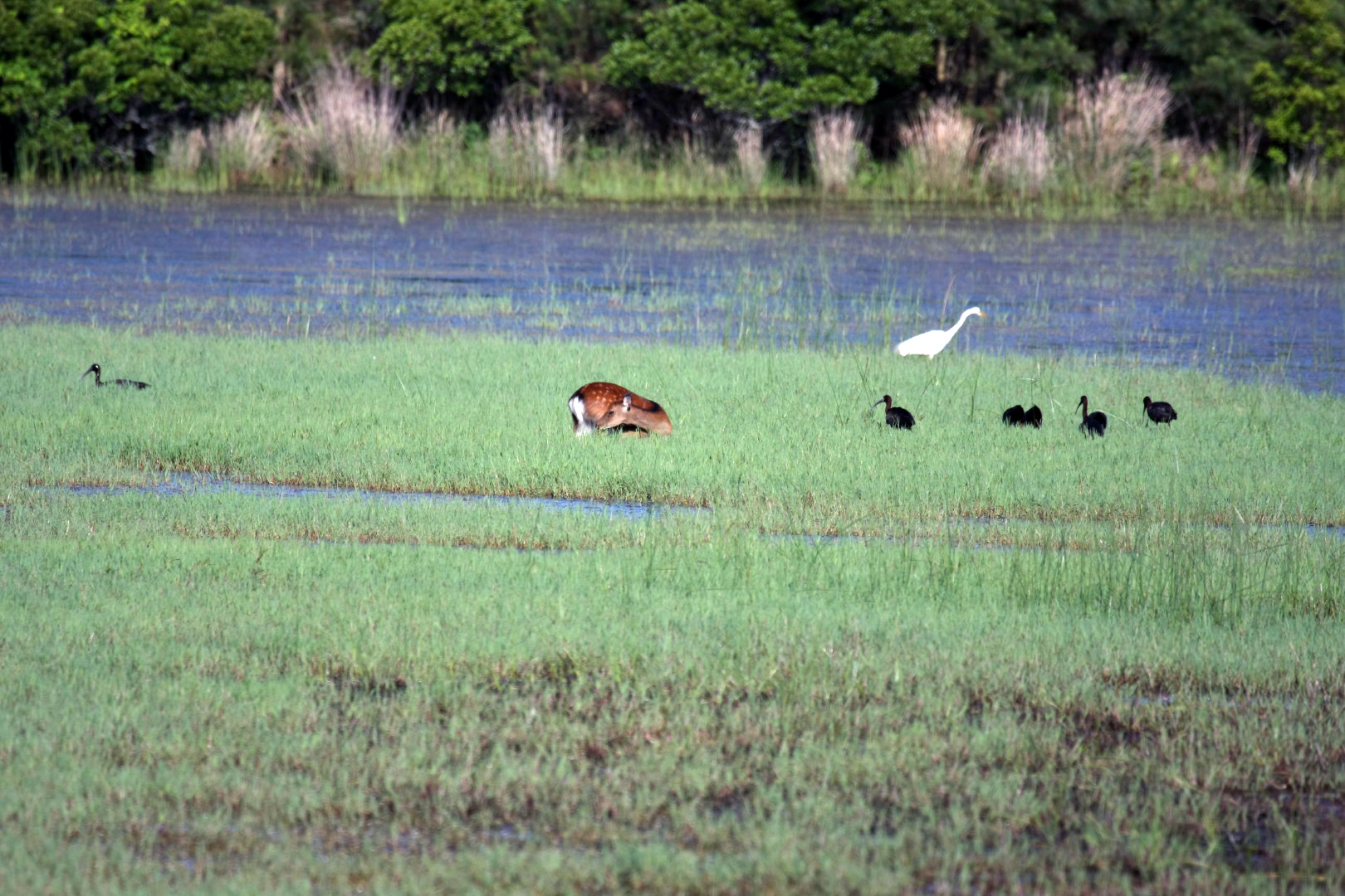 Assateague Island Vacation | 13-18 June 2014 | Sun, 15 Jun 2014 | 5:53:48 PM Assateague Island Vacation | 13-18 June 2014 | Sun, 15 Jun 2014 | 5:53:48 PM