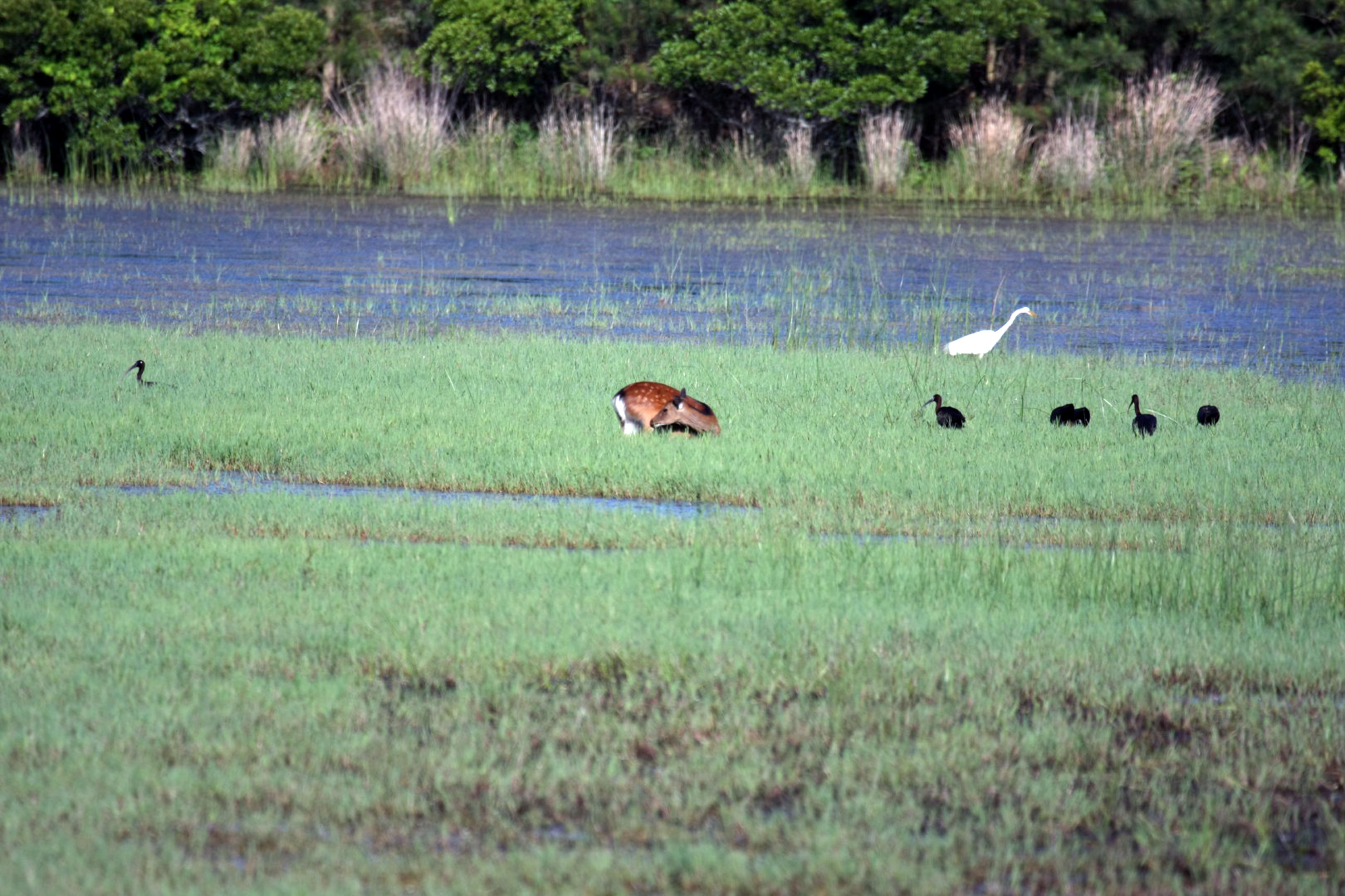 Assateague Island Vacation | 13-18 June 2014 | Sun, 15 Jun 2014 | 5:53:48 PM Assateague Island Vacation | 13-18 June 2014 | Sun, 15 Jun 2014 | 5:53:48 PM