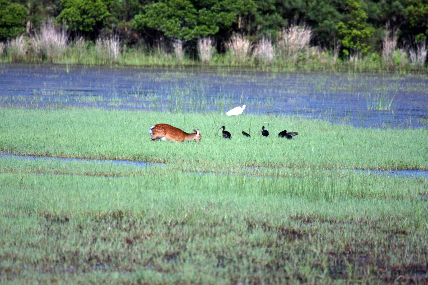 Assateague Island Vacation | 13-18 June 2014 | Sun, 15 Jun 2014 | 5:53:52 PM Assateague Island Vacation | 13-18 June 2014 | Sun, 15 Jun 2014 | 5:53:52 PM