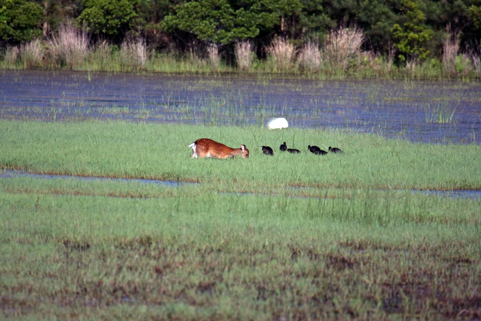 Assateague Island Vacation | 13-18 June 2014 | Sun, 15 Jun 2014 | 5:53:54 PM Assateague Island Vacation | 13-18 June 2014 | Sun, 15 Jun 2014 | 5:53:54 PM