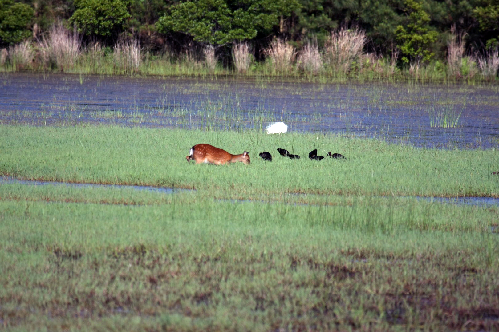 Assateague Island Vacation | 13-18 June 2014 | Sun, 15 Jun 2014 | 5:53:55 PM Assateague Island Vacation | 13-18 June 2014 | Sun, 15 Jun 2014 | 5:53:55 PM