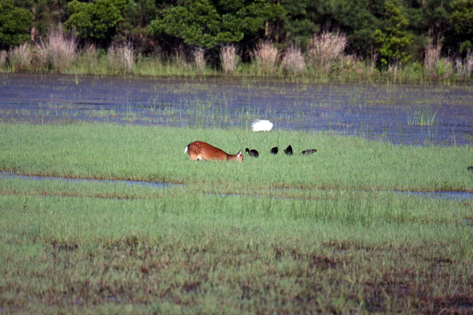 Assateague Island Vacation | 13-18 June 2014 | Sun, 15 Jun 2014 | 5:53:57 PM Assateague Island Vacation | 13-18 June 2014 | Sun, 15 Jun 2014 | 5:53:57 PM
