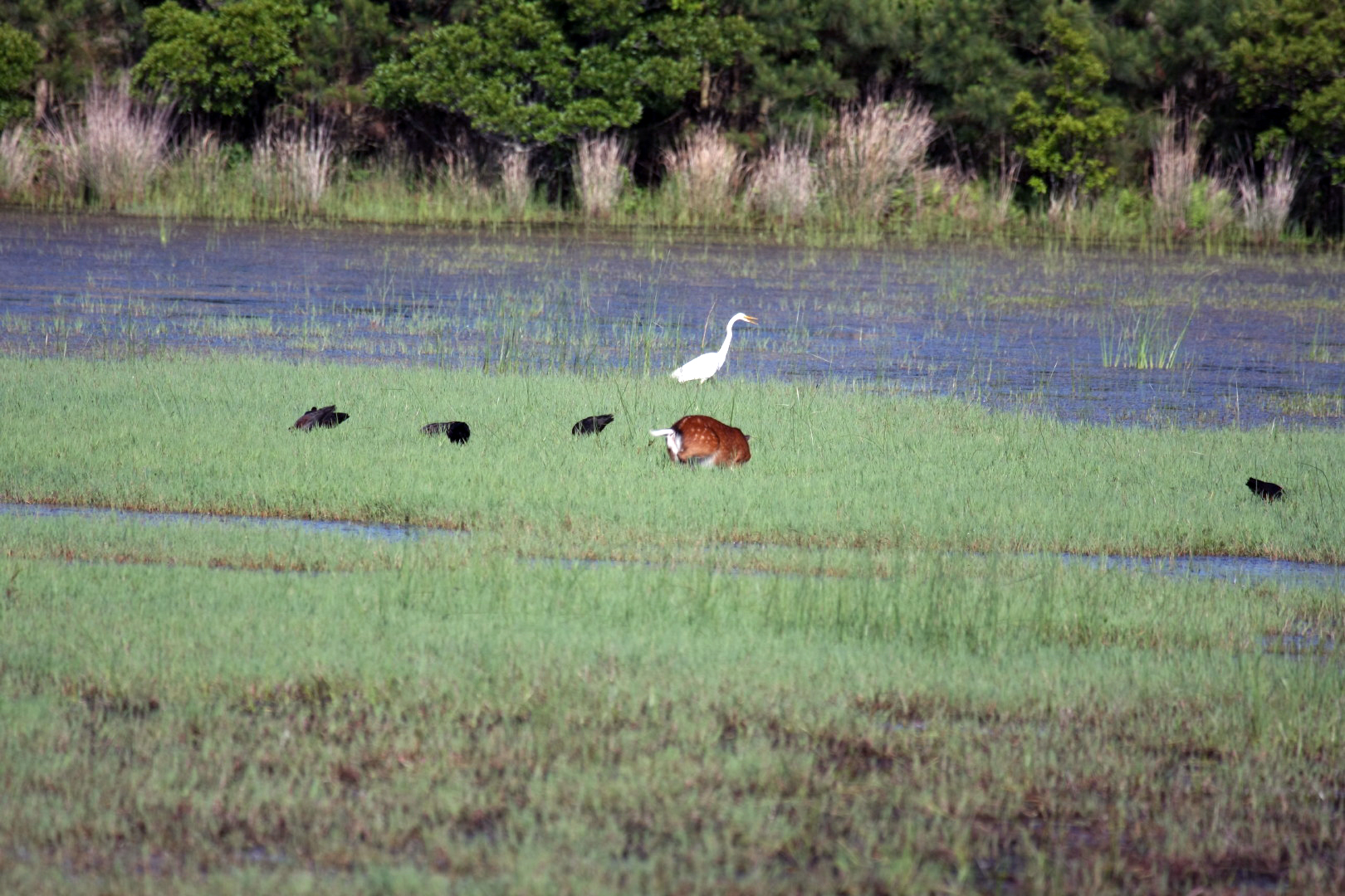 Assateague Island Vacation | 13-18 June 2014 | Sun, 15 Jun 2014 | 5:54:14 PM Assateague Island Vacation | 13-18 June 2014 | Sun, 15 Jun 2014 | 5:54:14 PM