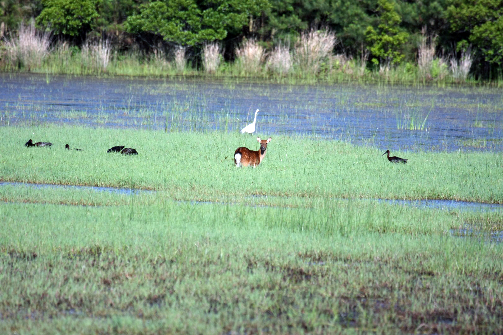 Assateague Island Vacation | 13-18 June 2014 | Sun, 15 Jun 2014 | 5:54:24 PM Assateague Island Vacation | 13-18 June 2014 | Sun, 15 Jun 2014 | 5:54:24 PM