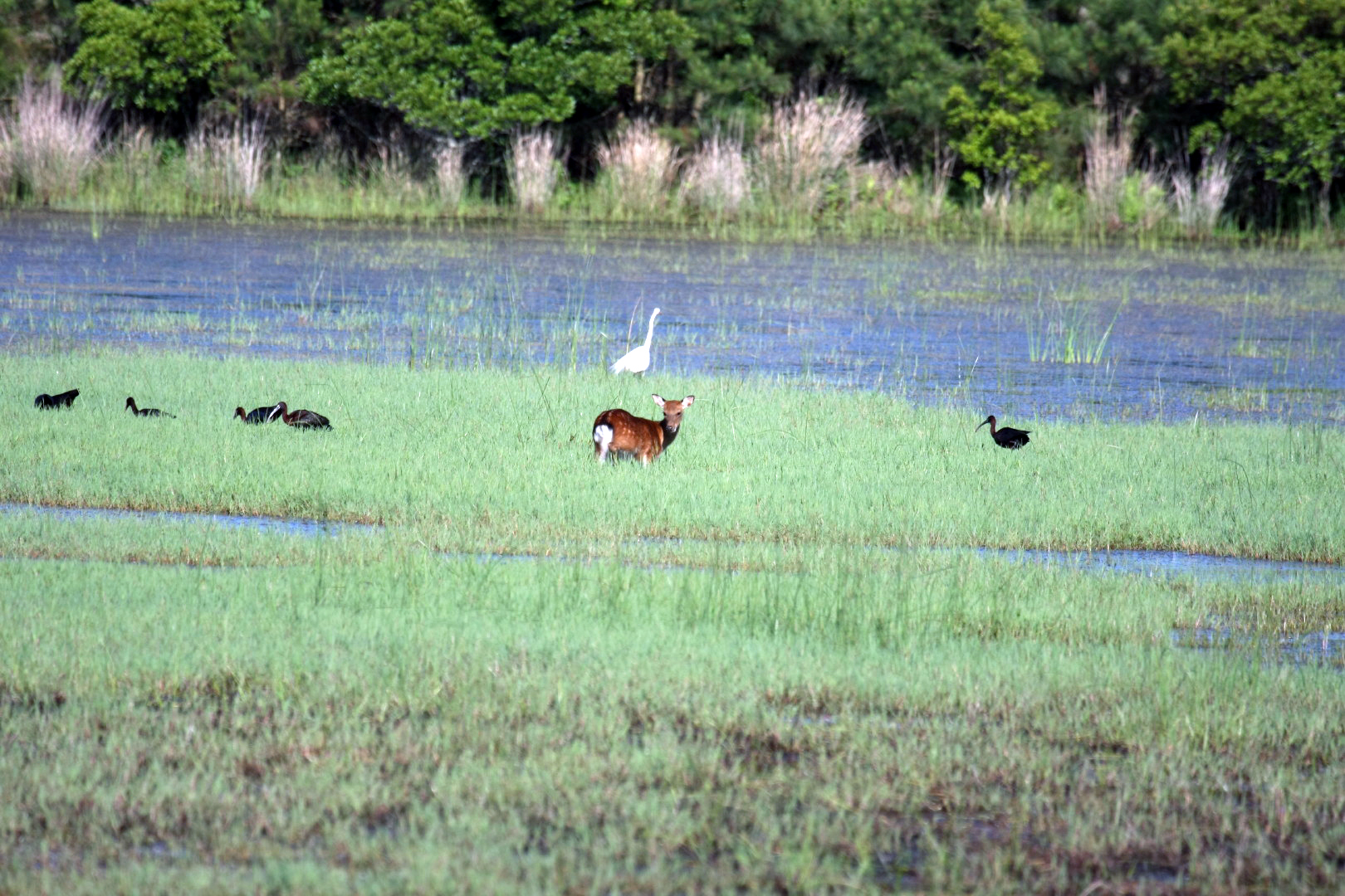 Assateague Island Vacation | 13-18 June 2014 | Sun, 15 Jun 2014 | 5:54:24 PM Assateague Island Vacation | 13-18 June 2014 | Sun, 15 Jun 2014 | 5:54:24 PM