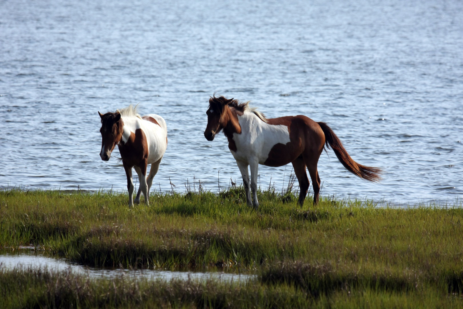 Assateague Island Vacation | 13-18 June 2014 | Mon, 16 Jun 2014 | 5:55:49 PM Assateague Island Vacation | 13-18 June 2014 | Mon, 16 Jun 2014 | 5:55:49 PM