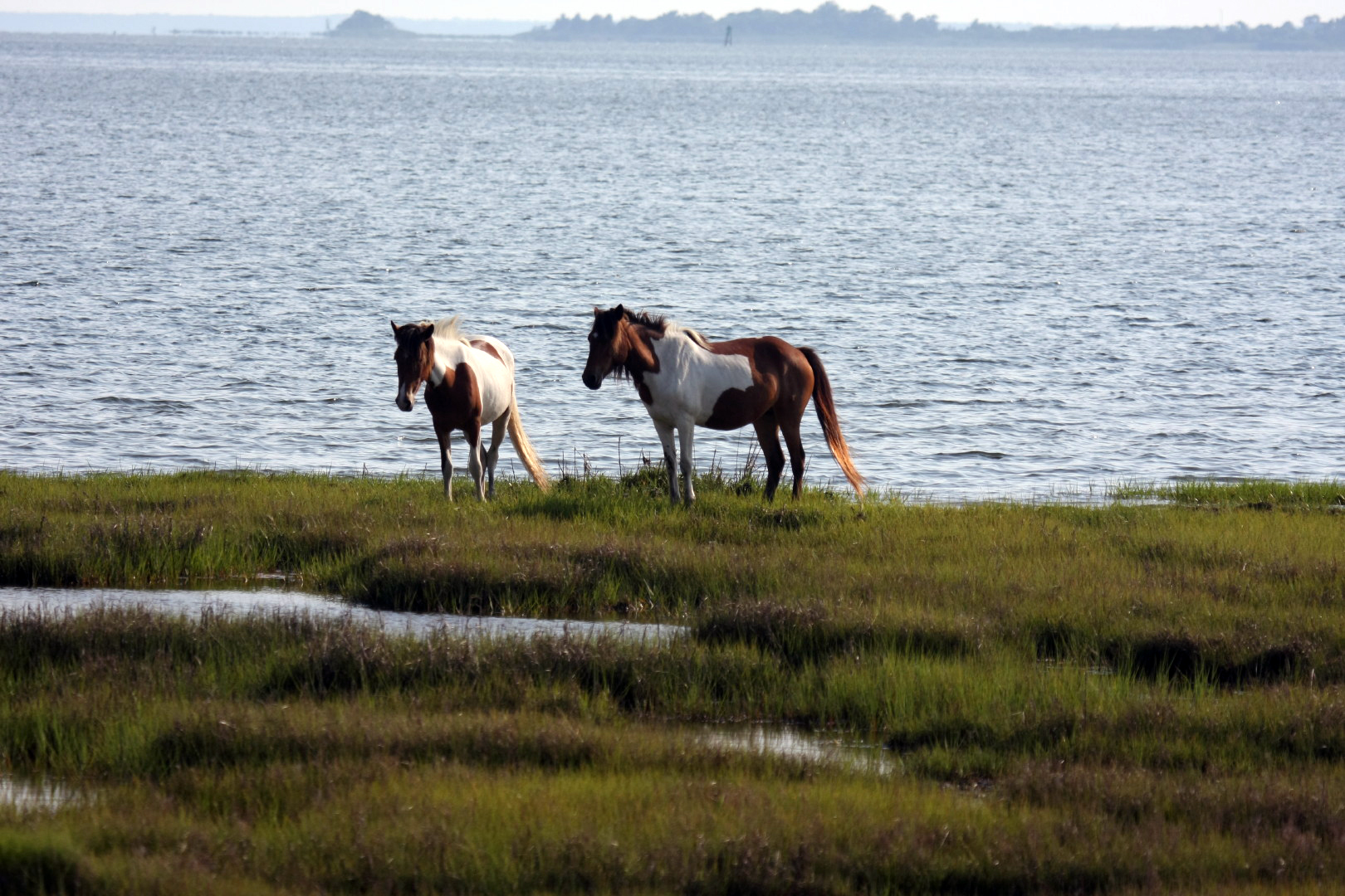 Assateague Island Vacation | 13-18 June 2014 | Mon, 16 Jun 2014 | 5:56:06 PM Assateague Island Vacation | 13-18 June 2014 | Mon, 16 Jun 2014 | 5:56:06 PM