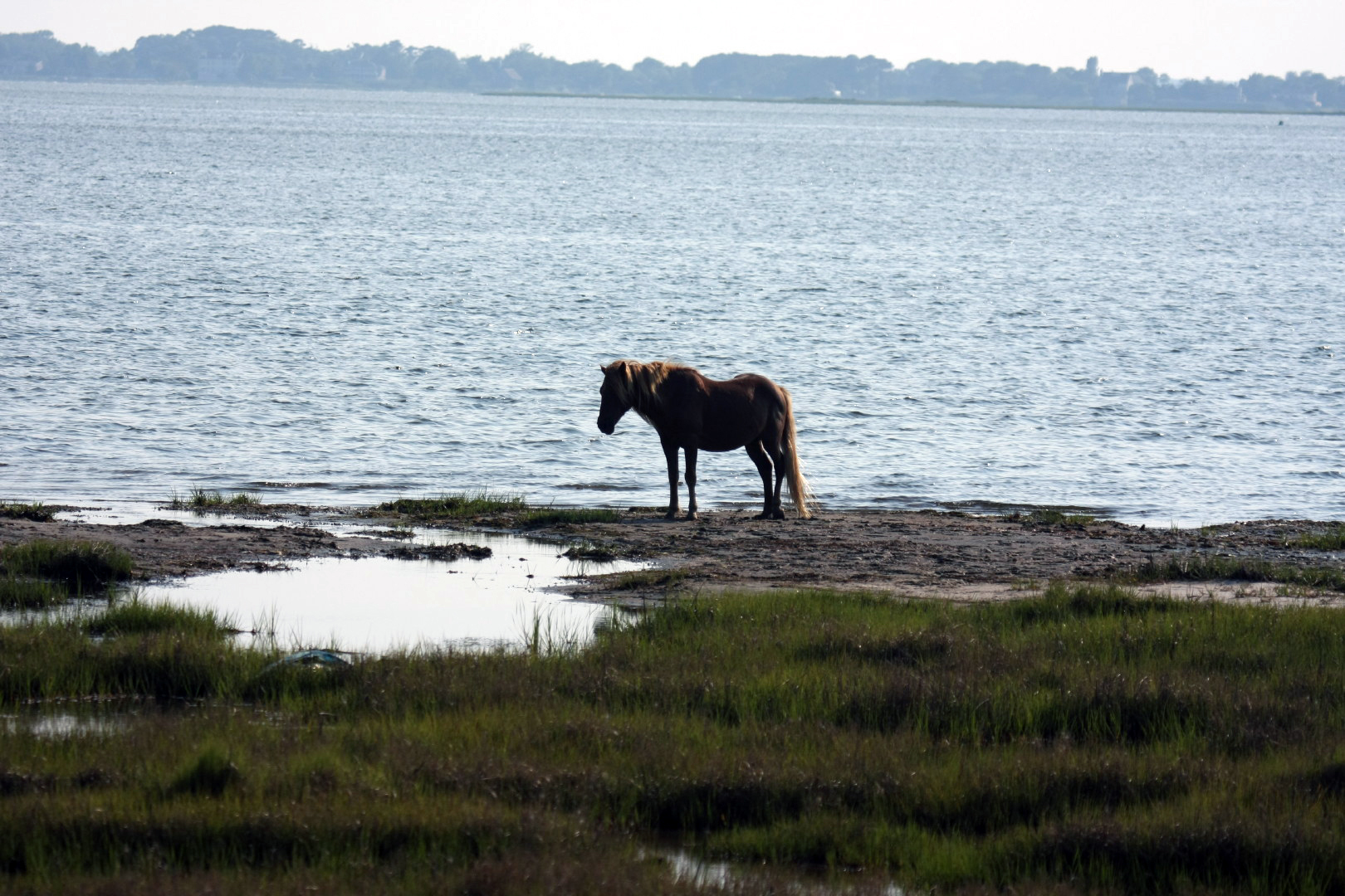 Assateague Island Vacation | 13-18 June 2014 | Mon, 16 Jun 2014 | 5:56:20 PM Assateague Island Vacation | 13-18 June 2014 | Mon, 16 Jun 2014 | 5:56:20 PM