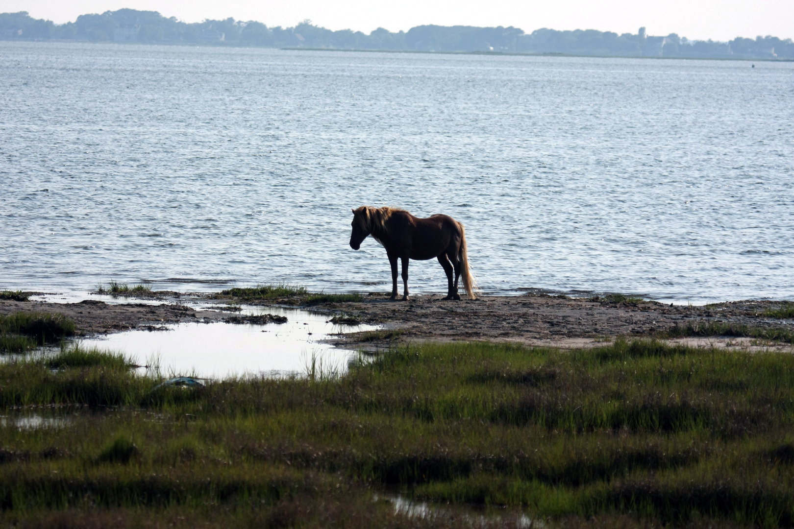 Assateague Island Vacation | 13-18 June 2014 | Mon, 16 Jun 2014 | 5:56:21 PM Assateague Island Vacation | 13-18 June 2014 | Mon, 16 Jun 2014 | 5:56:21 PM