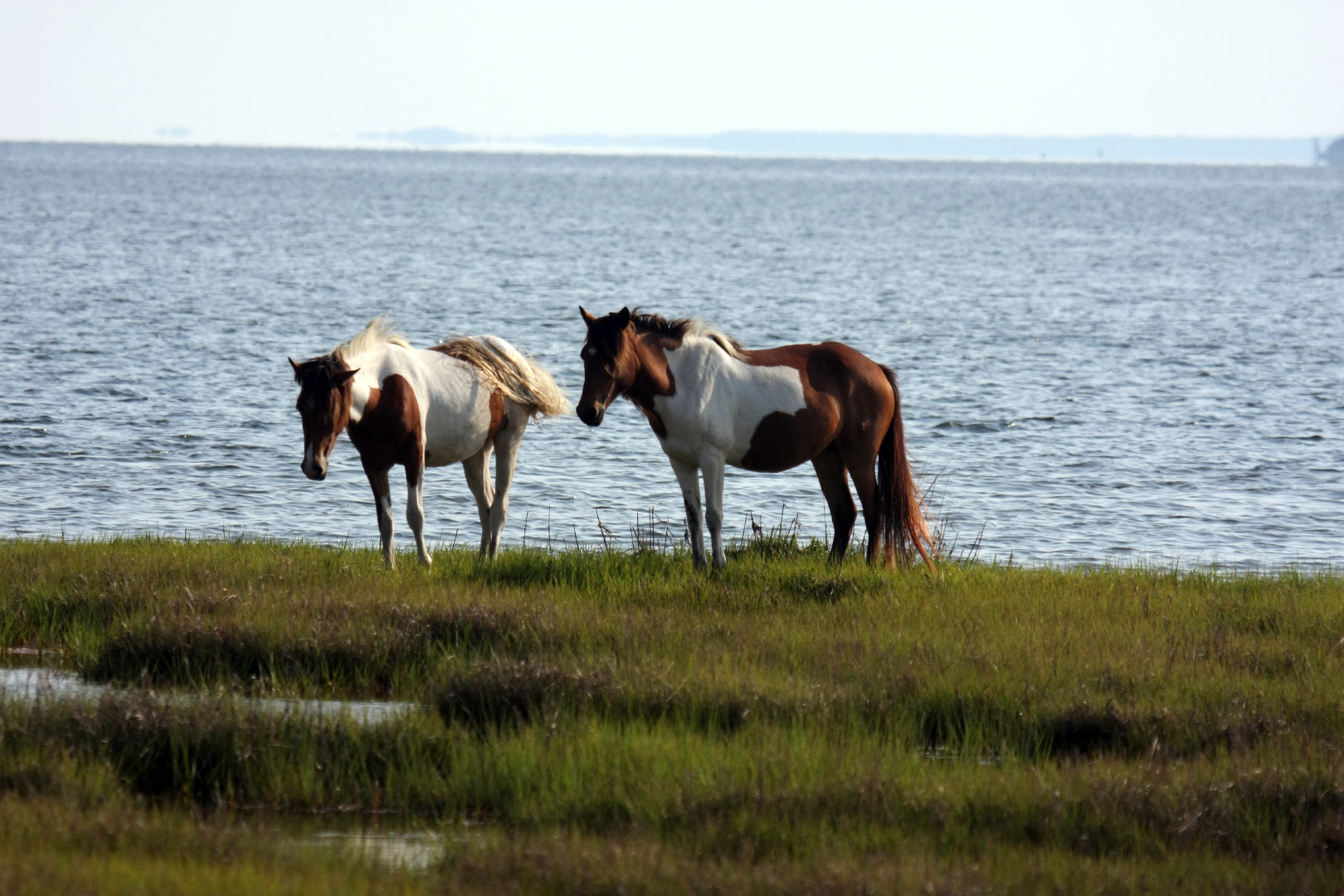 Assateague Island Vacation | 13-18 June 2014 | Mon, 16 Jun 2014 | 5:57:19 PM Assateague Island Vacation | 13-18 June 2014 | Mon, 16 Jun 2014 | 5:57:19 PM