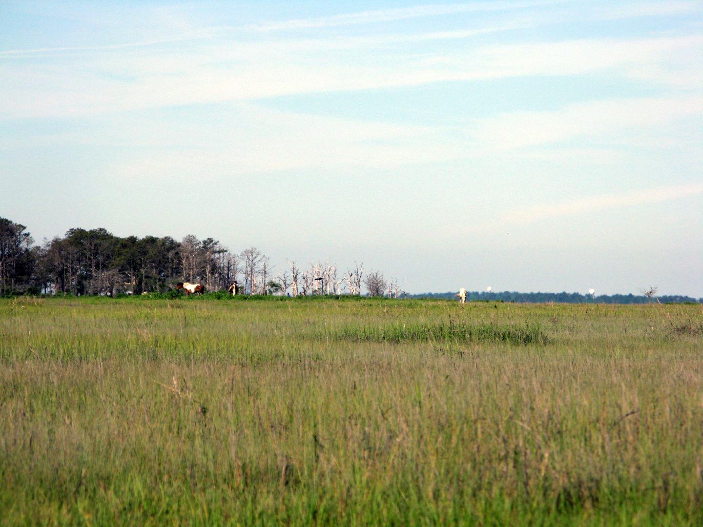 Assateague Island Vacation | 13-18 June 2014 | Sun, 15 Jun 2014 8:57:40 AM Assateague Island Vacation | 13-18 June 2014 | Sun, 15 Jun 2014 8:57:40 AM