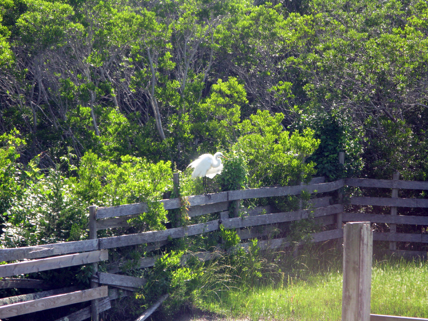 Assateague Island Vacation | 13-18 June 2014 | Sun, 15 Jun 2014 | 4:30:09 PM Assateague Island Vacation | 13-18 June 2014 | Sun, 15 Jun 2014 | 4:30:09 PM