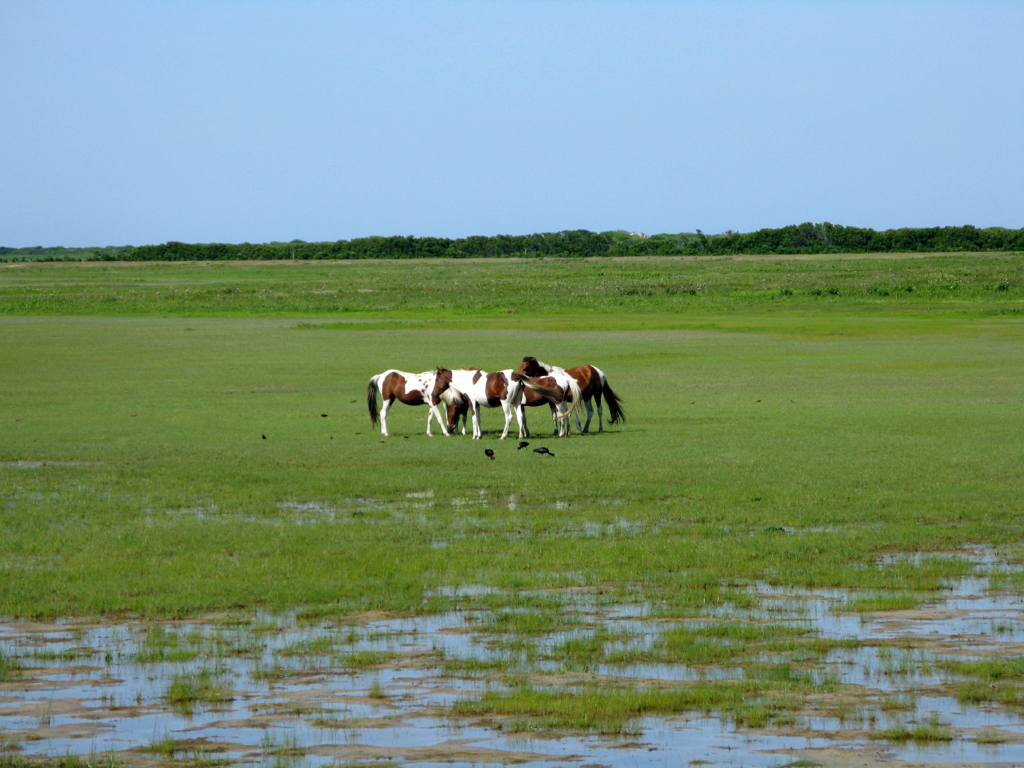 Assateague Island Vacation | 13-18 June 2014 | Sun, 15 Jun 2014 | 4:37:08 PM Assateague Island Vacation | 13-18 June 2014 | Sun, 15 Jun 2014 | 4:37:08 PM
