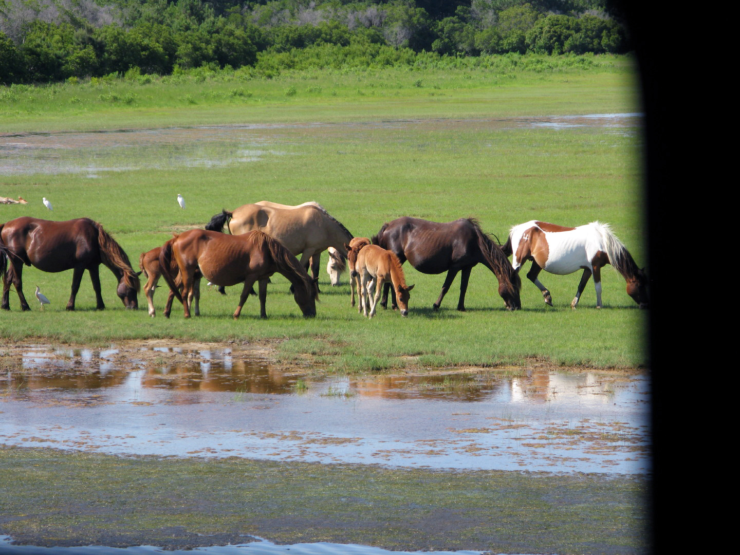 Assateague Island Vacation | 13-18 June 2014 | Sun, 15 Jun 2014 | 4:37:57 PM Assateague Island Vacation | 13-18 June 2014 | Sun, 15 Jun 2014 | 4:37:57 PM