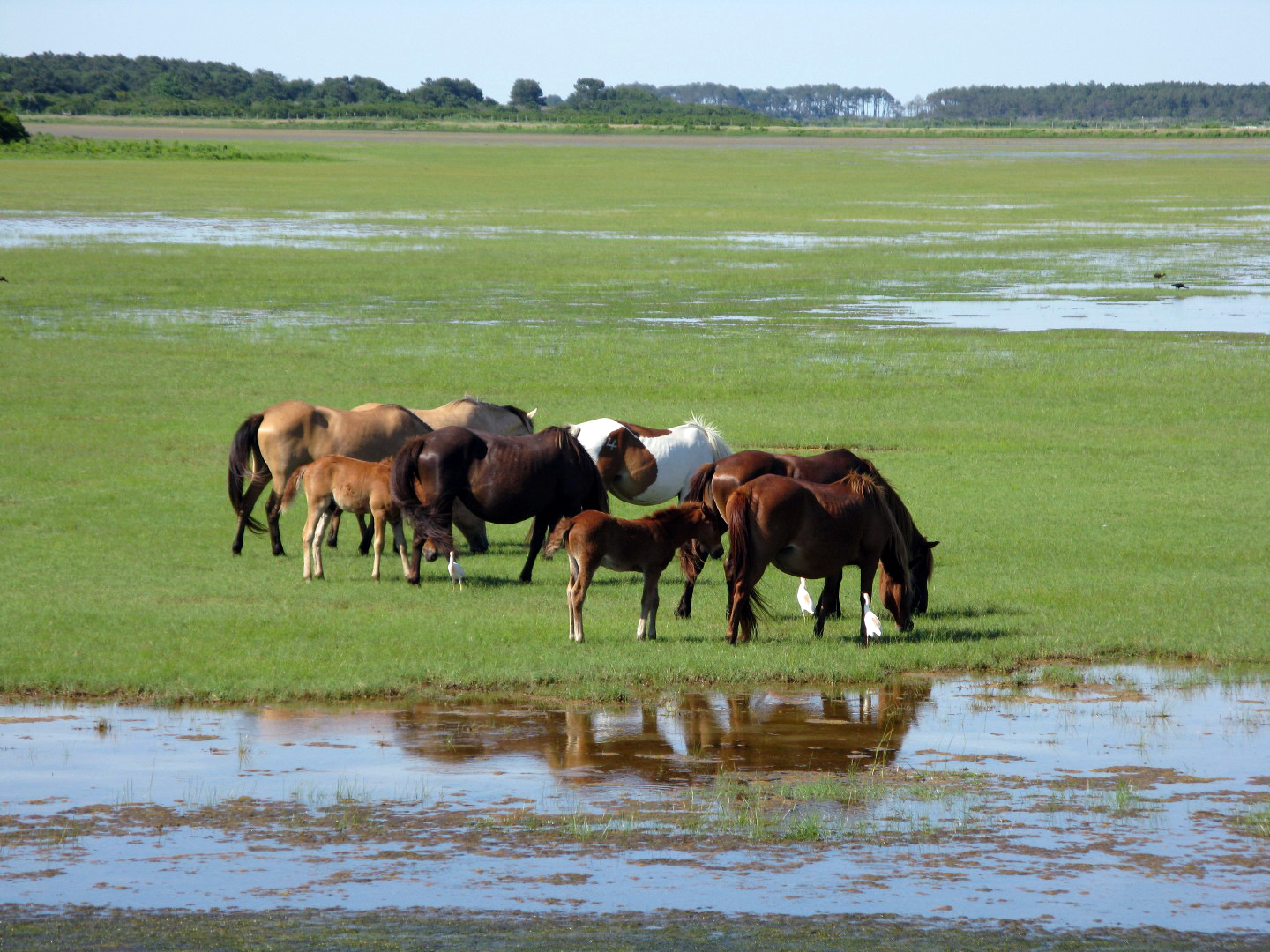 Assateague Island Vacation | 13-18 June 2014 | Sun, 15 Jun 2014 | 4:42:21 PM Assateague Island Vacation | 13-18 June 2014 | Sun, 15 Jun 2014 | 4:42:21 PM