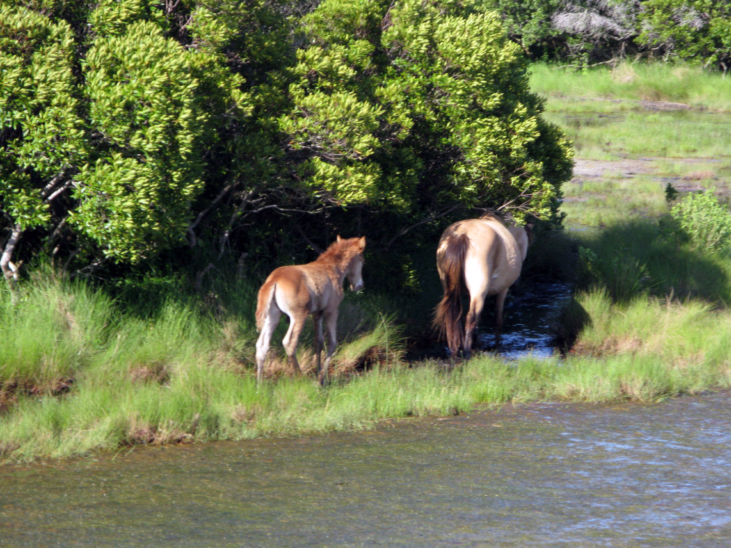 Assateague Island Vacation | 13-18 June 2014 | Sun, 15 Jun 2014 | 5:45:10 PM Assateague Island Vacation | 13-18 June 2014 | Sun, 15 Jun 2014 | 5:45:10 PM