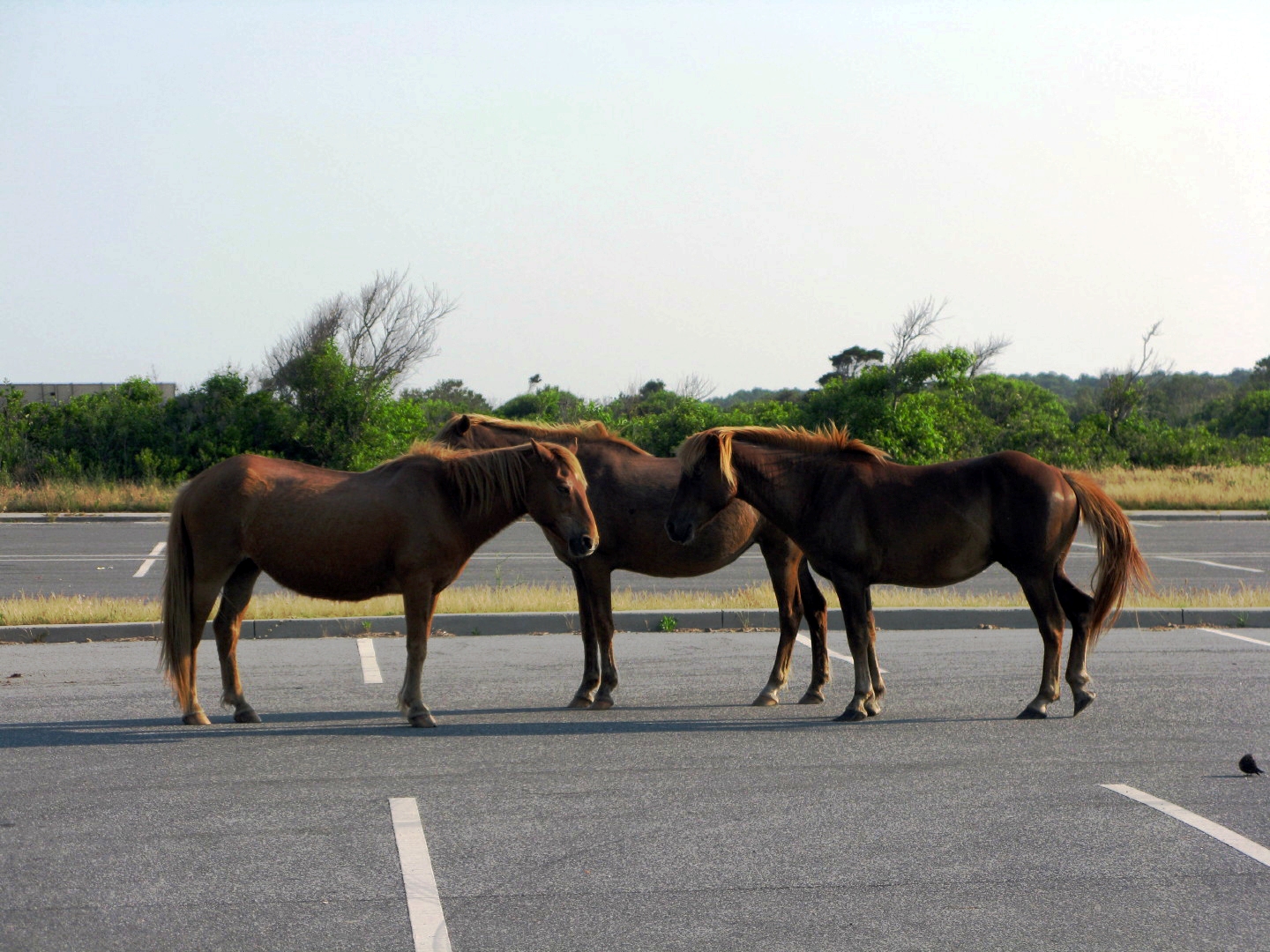 Assateague Island Vacation | 13-18 June 2014 | Mon, 16 Jun 2014 | 6:11:38 PM Assateague Island Vacation | 13-18 June 2014 | Mon, 16 Jun 2014 | 6:11:38 PM