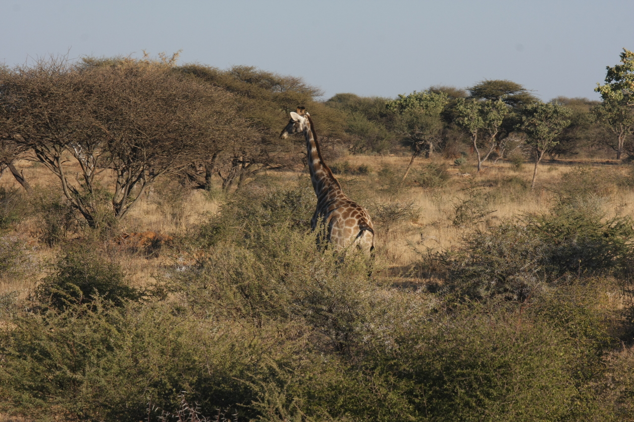 [534] 2016_06_22_02_14_40_Africa_Canon_EOS_40D_IMG__00008.jpg