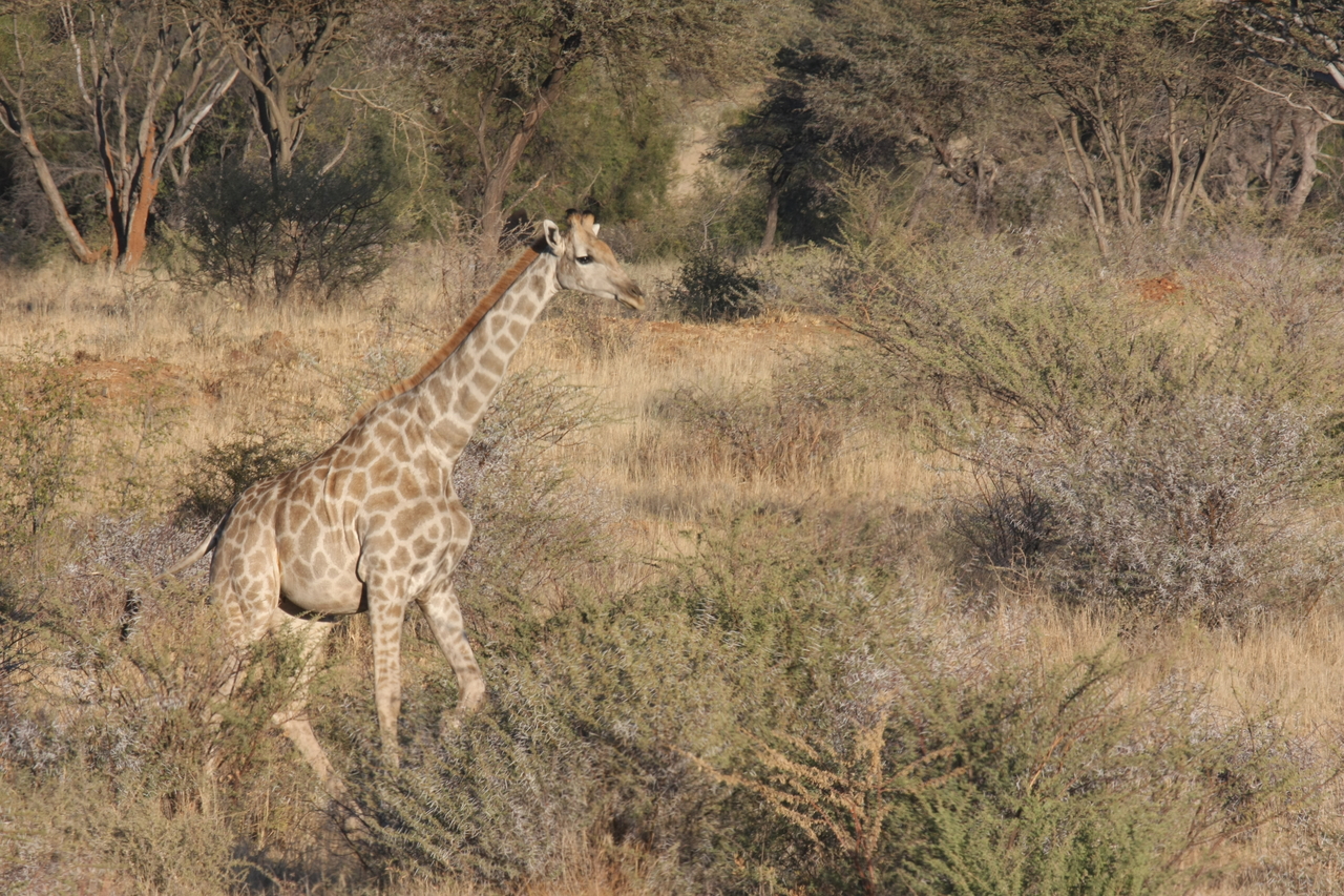 [564] 2016_06_22_02_15_40_Africa_Canon_EOS_40D_IMG__00018.jpg