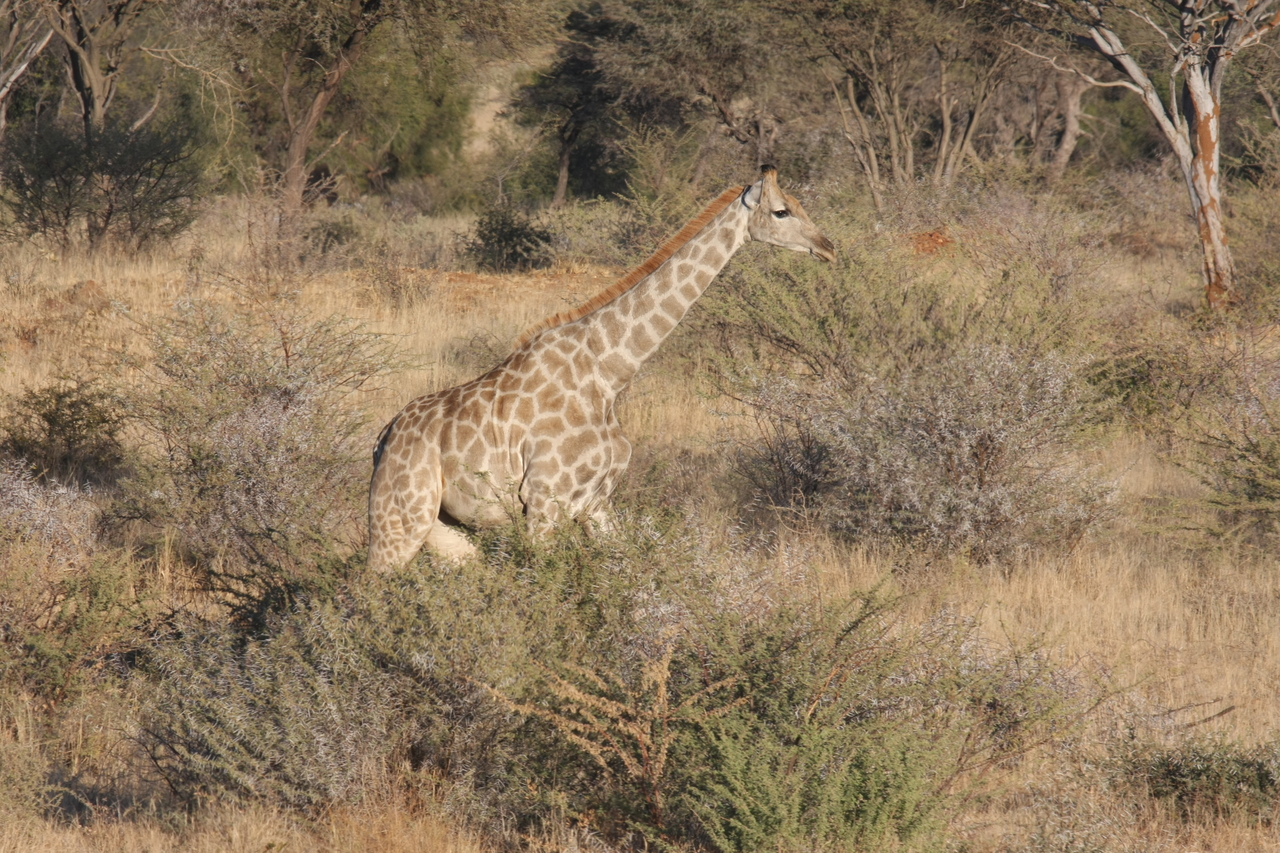 [570] 2016_06_22_02_15_41_Africa_Canon_EOS_40D_IMG__00020.jpg