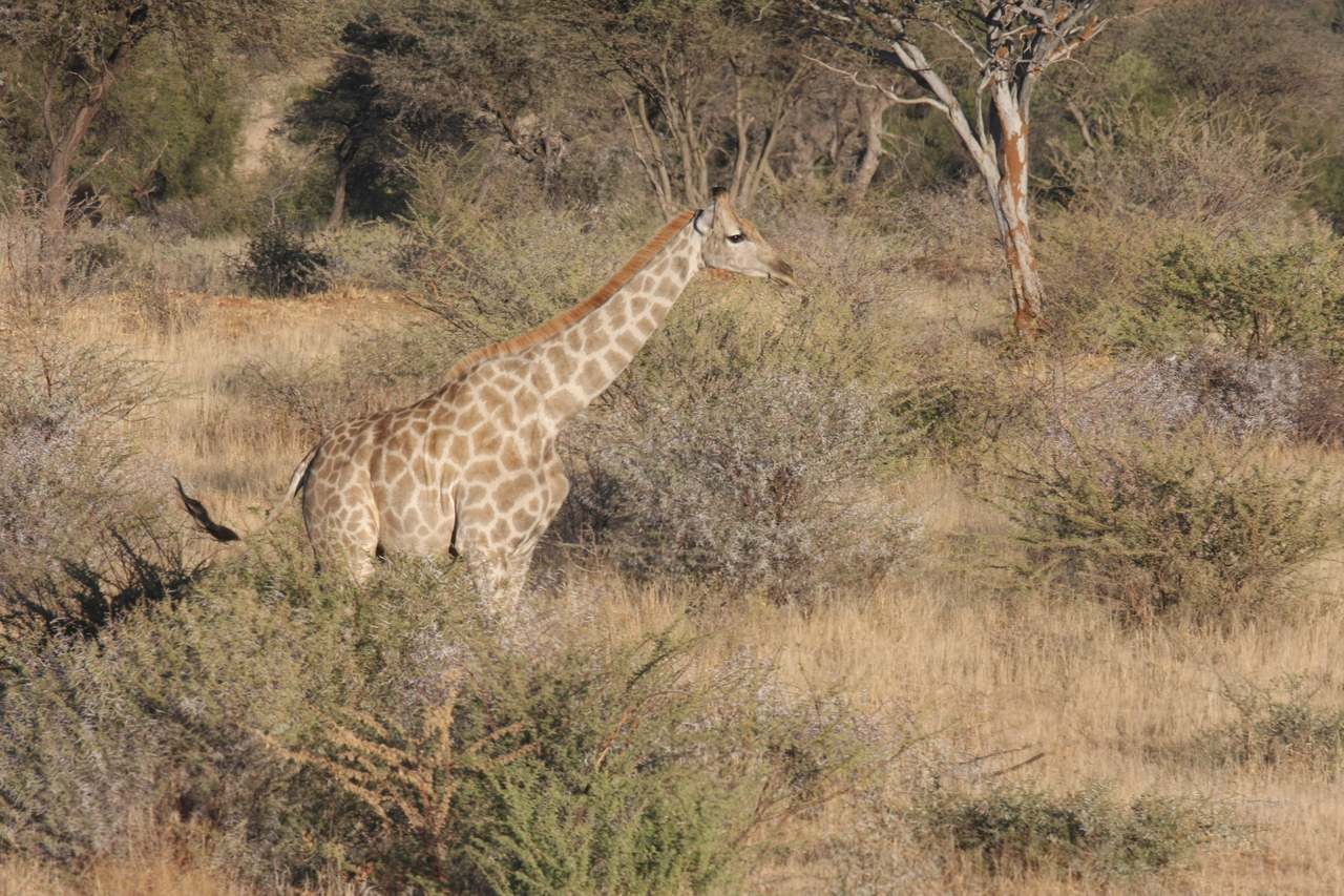 [578] 2016_06_22_02_15_42_Africa_Canon_EOS_40D_IMG__07488.jpg
