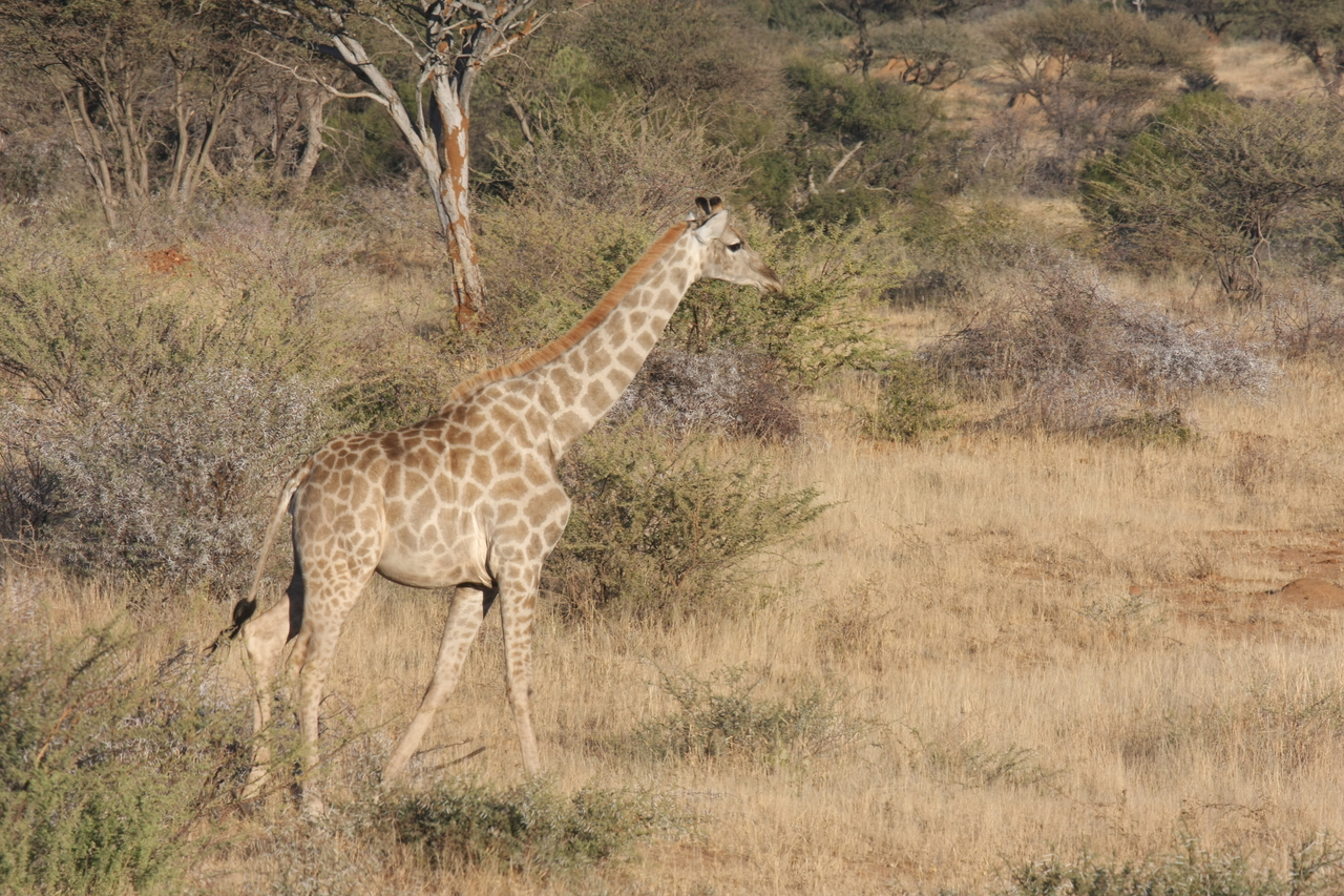 [582] 2016_06_22_02_15_44_Africa_Canon_EOS_40D_IMG__00043.jpg