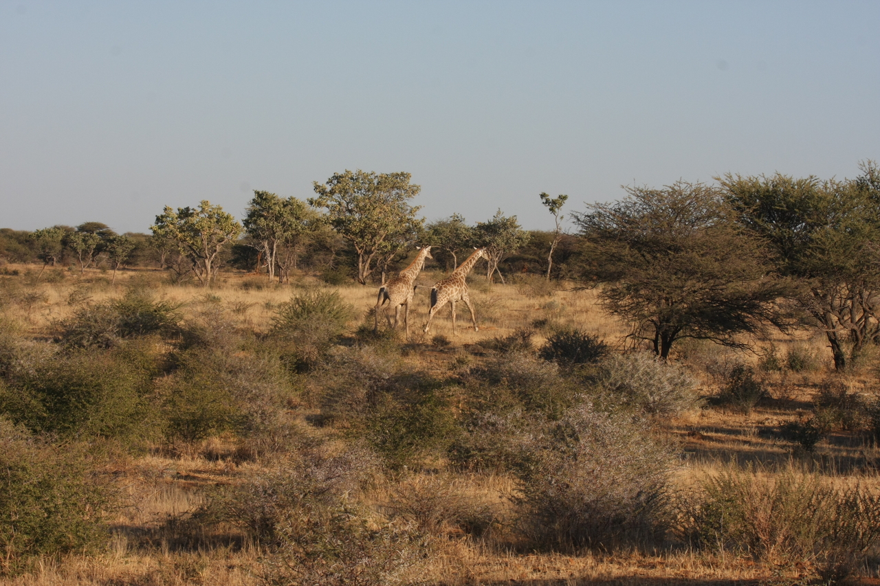 [603] 2016_06_22_02_16_28_Africa_Canon_EOS_40D_IMG__00049.jpg