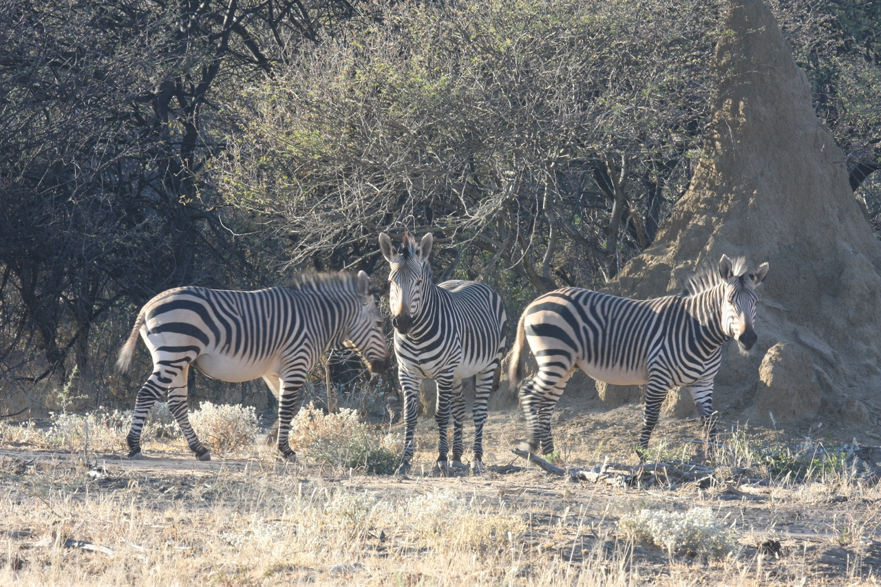 [687] 2016_06_22_02_32_38_Africa_Canon_EOS_40D_IMG__00051.jpg